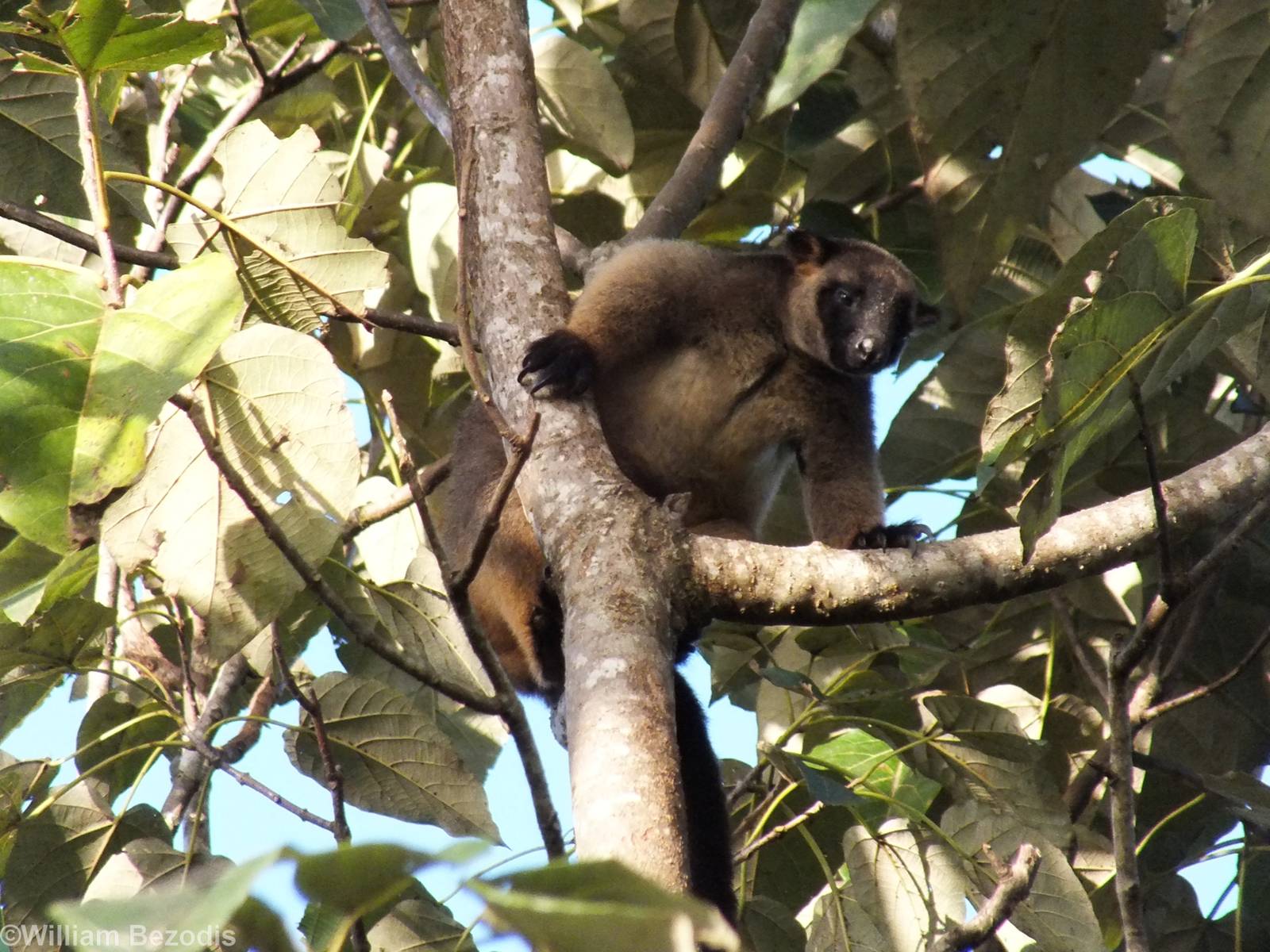 Lumholtz's Tree Kangaroo
