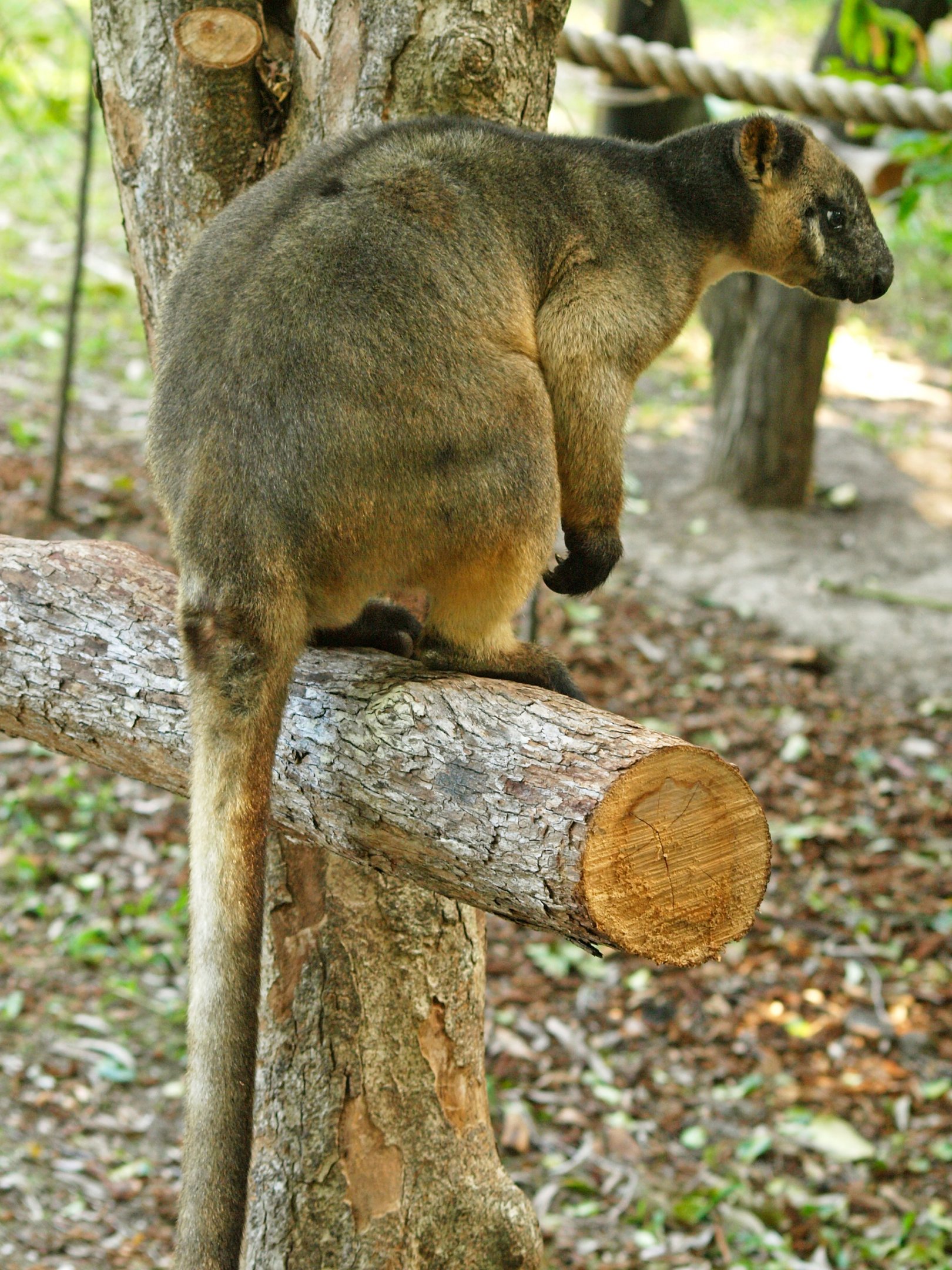 Lumholtz's Tree kangaroo