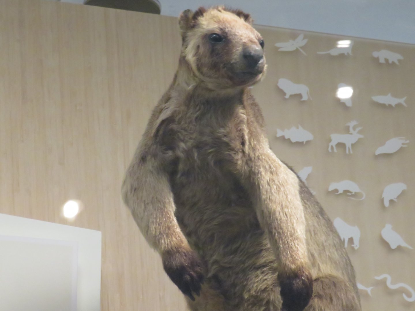 Lumholtz's tree kangaroo