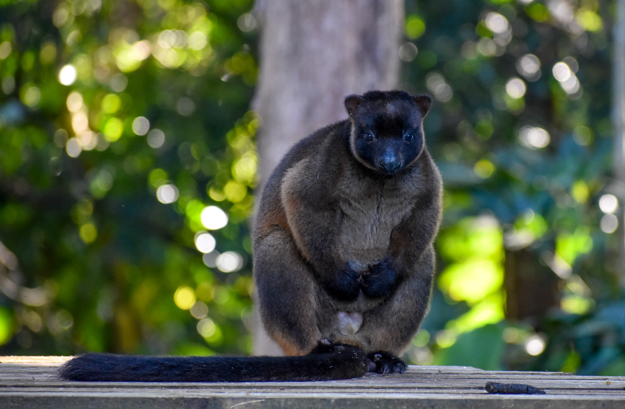 Lumholtz's Tree-Kangaroo