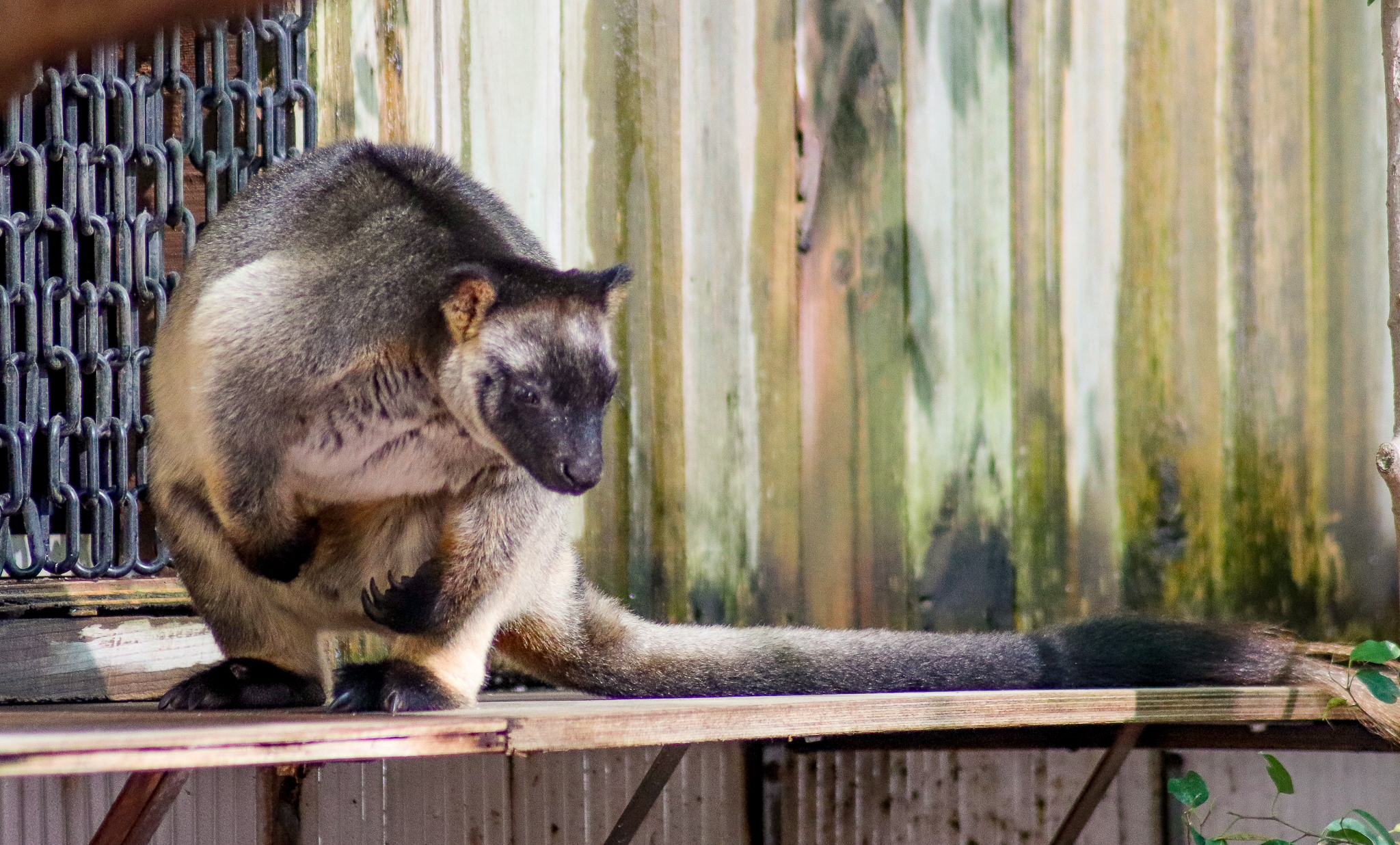 Lumholtz's Tree-Kangaroo