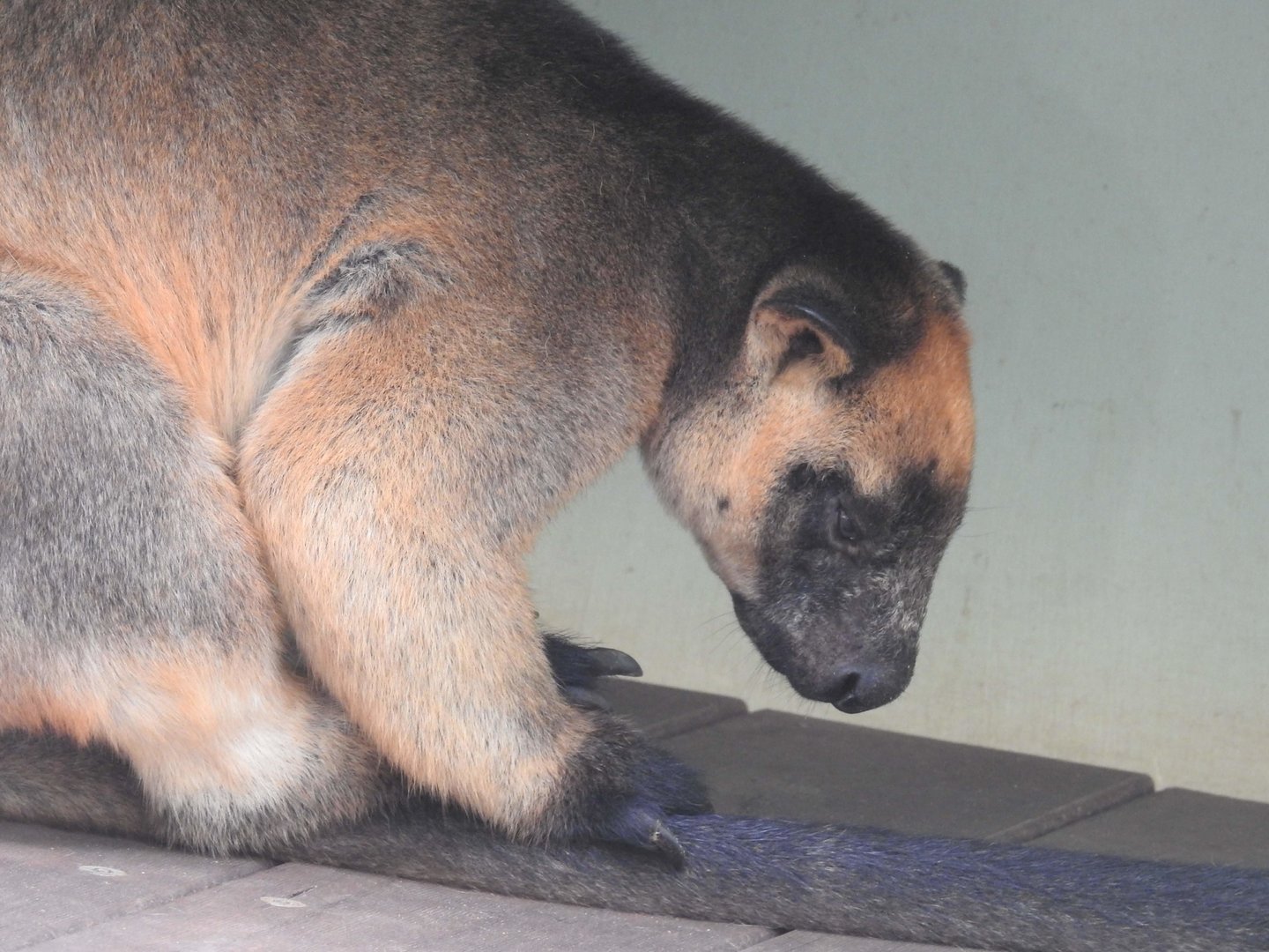Lumholtz's Tree-Kangaroo