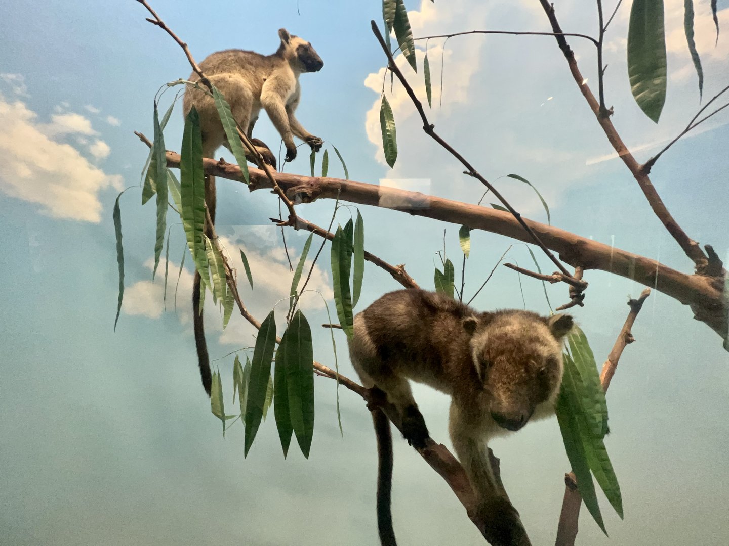 Lumholtz’s Tree Kangaroo