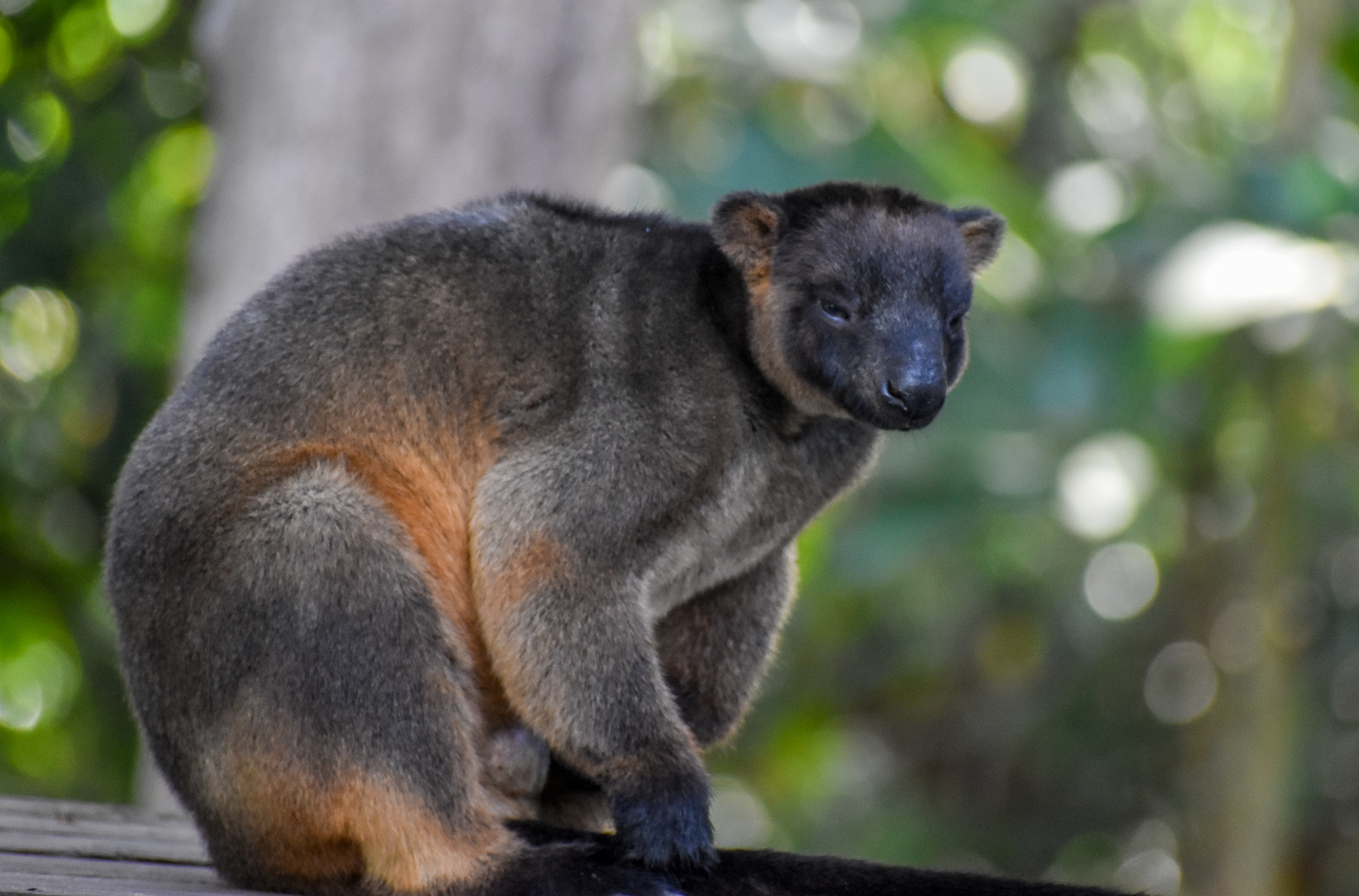 Lumholtz's Tree-Kangaroo