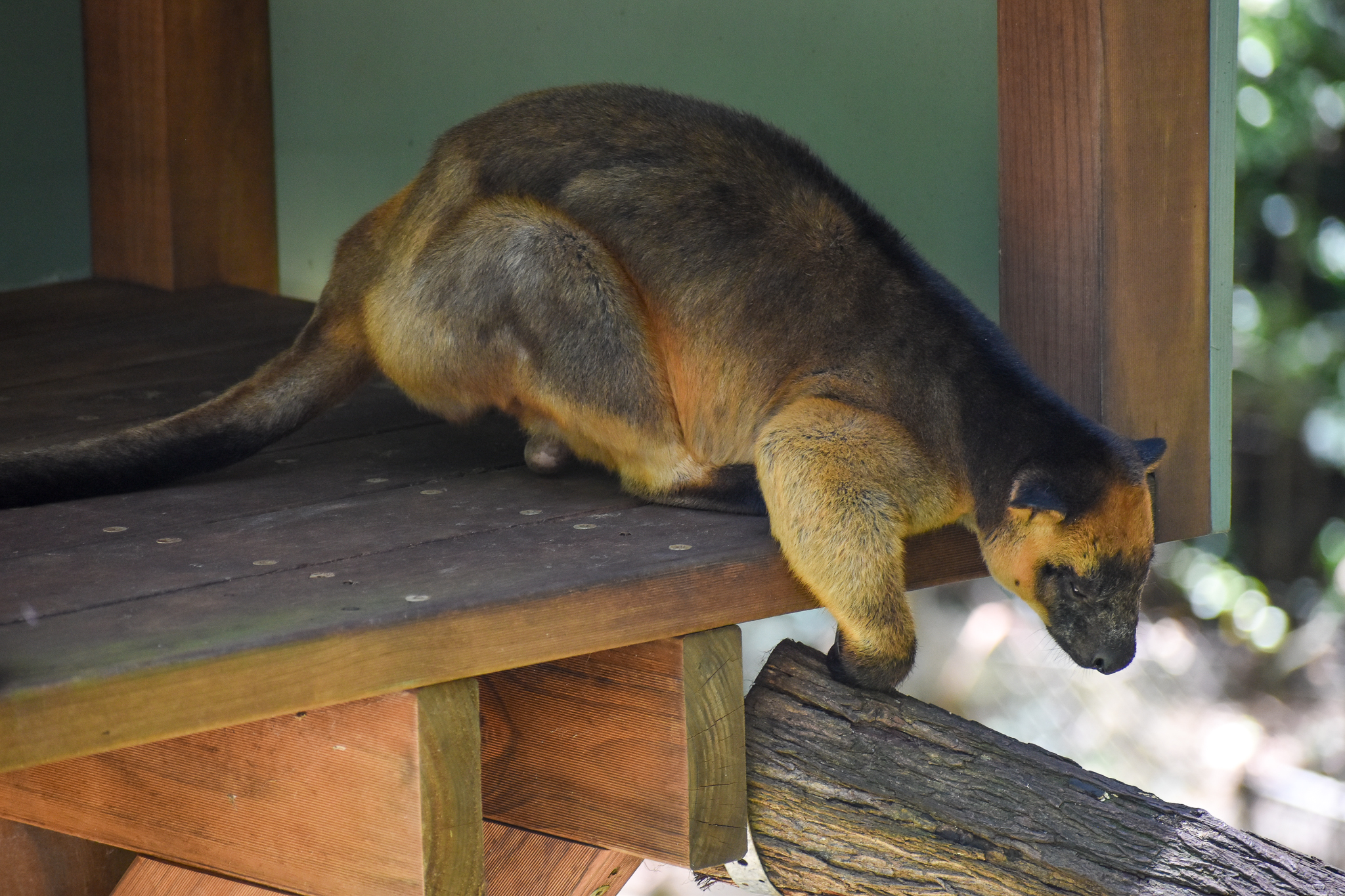 Lumholtz's Tree-Kangaroo