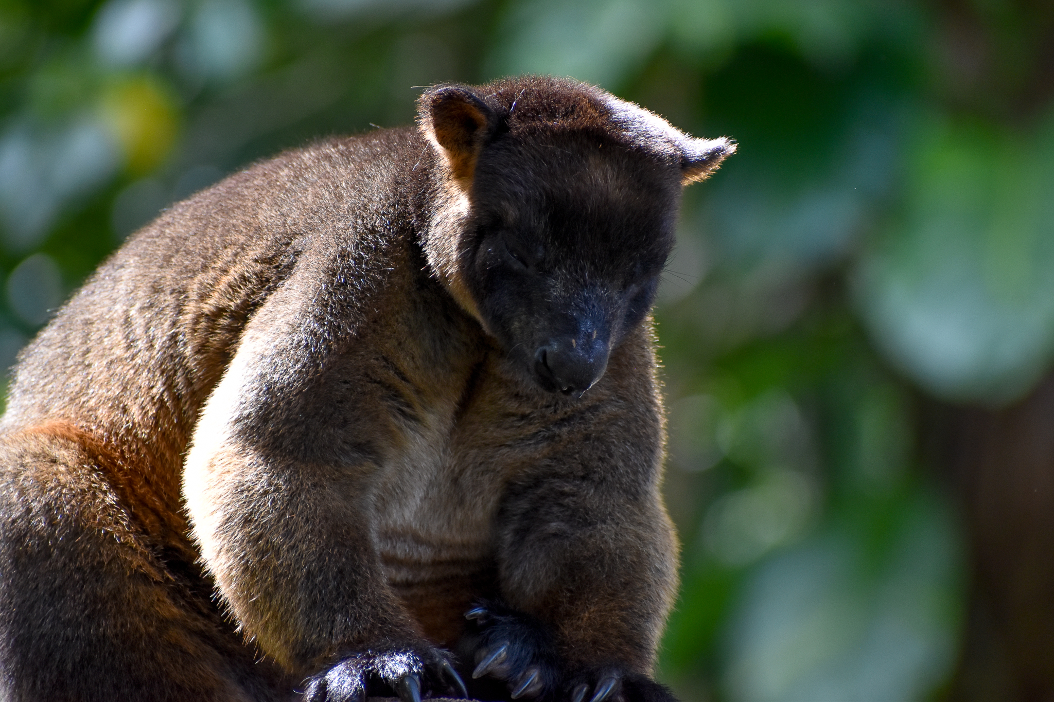 Lumholtz's Tree-Kangaroo