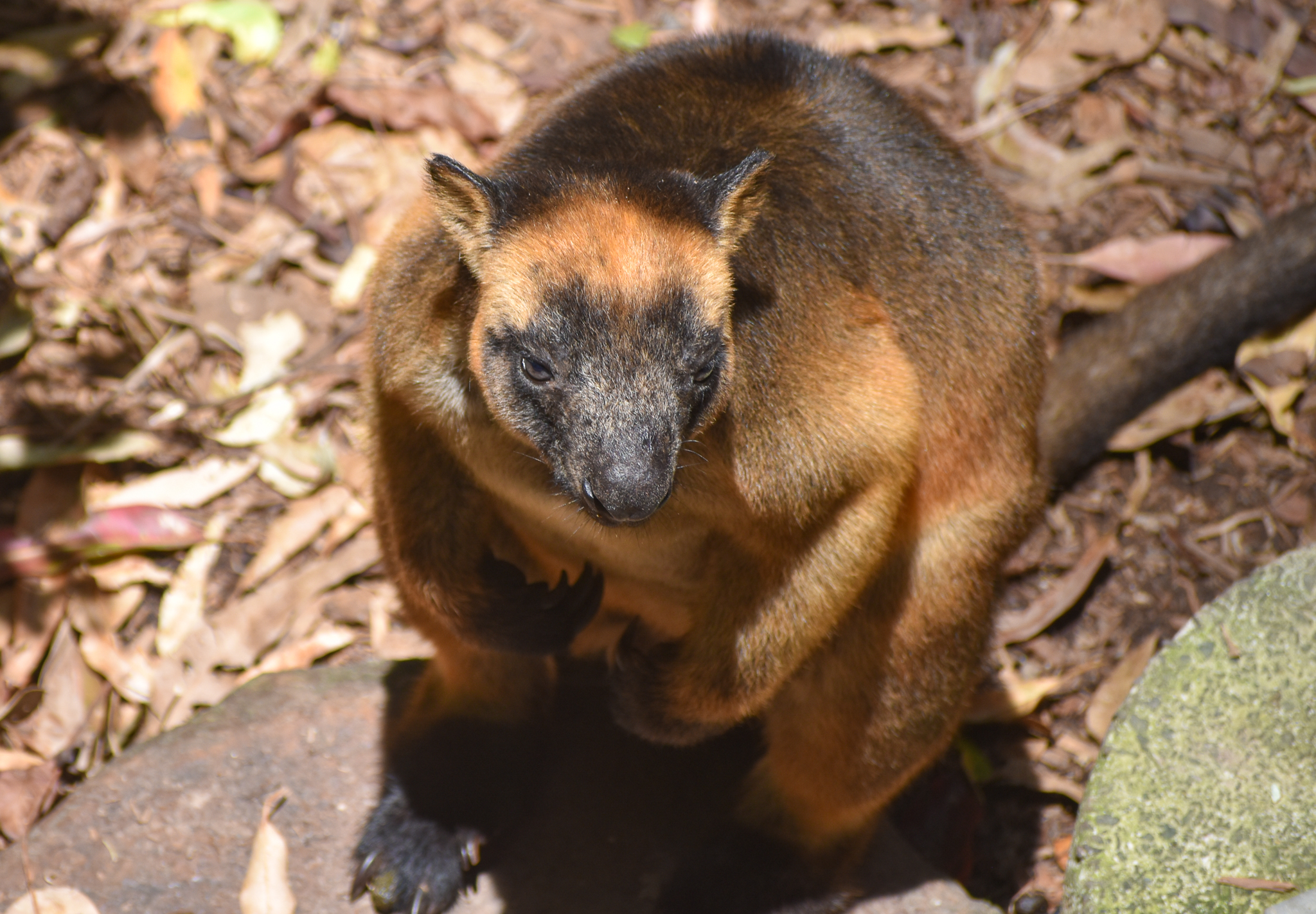 Lumholtz's Tree-Kangaroo