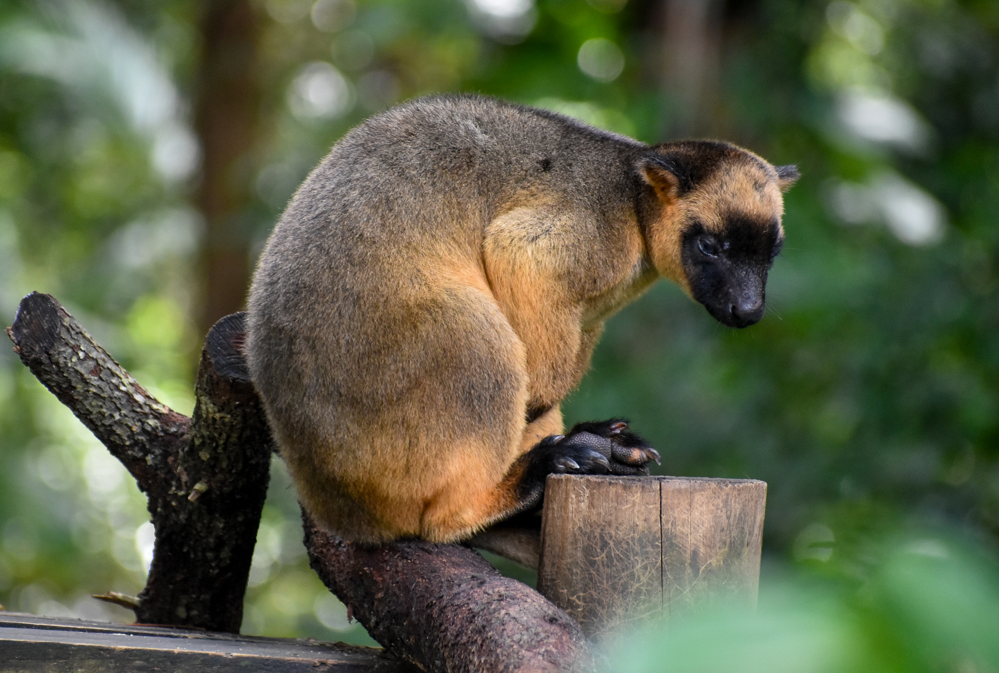 Lumholtz's Tree-Kangaroo