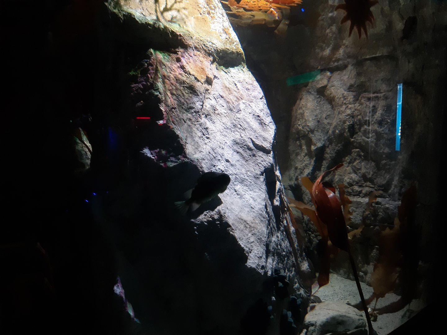 Lumpfish (Cyclopterus lumpus)