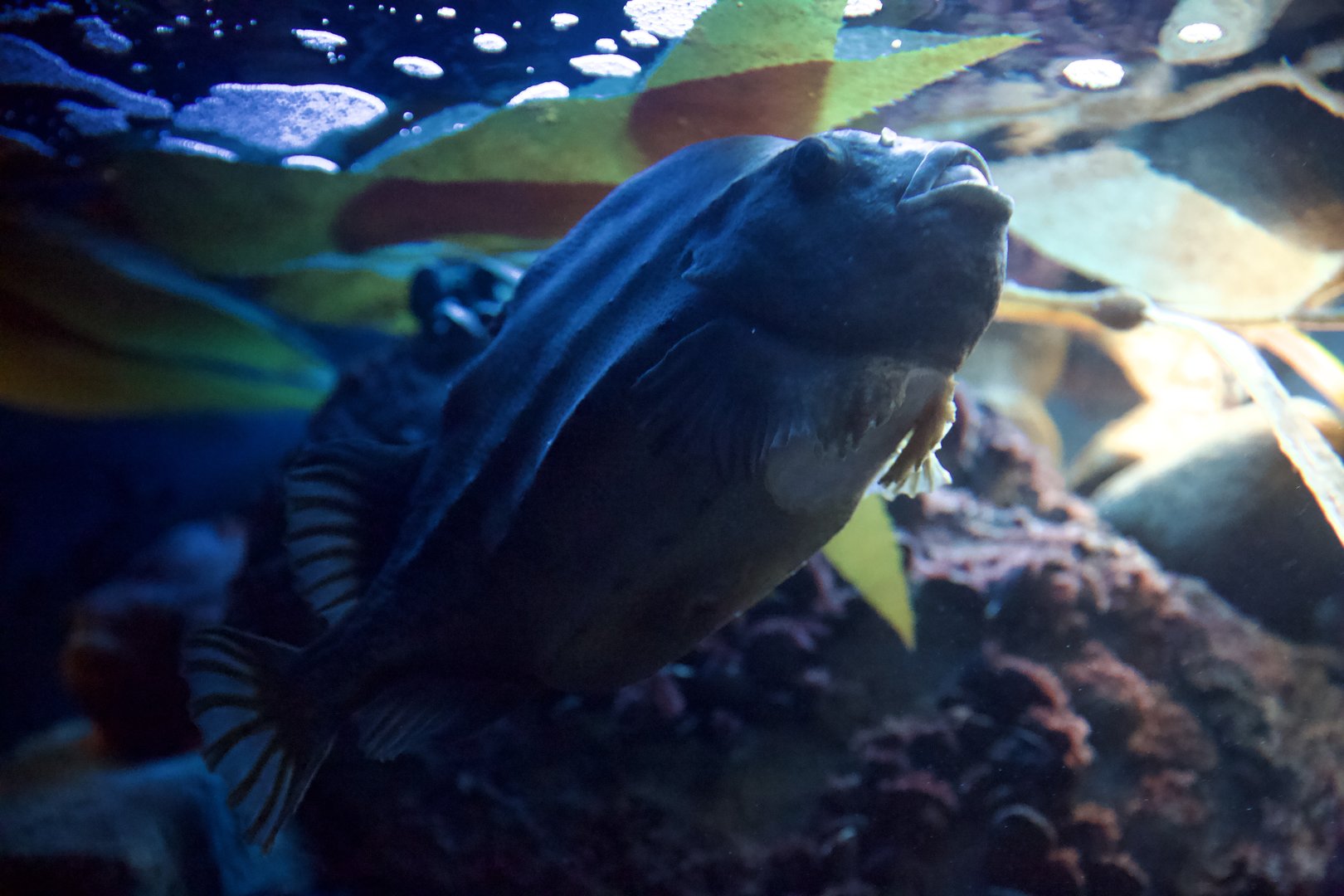 Lumpfish/ Cyclopterus lumpus