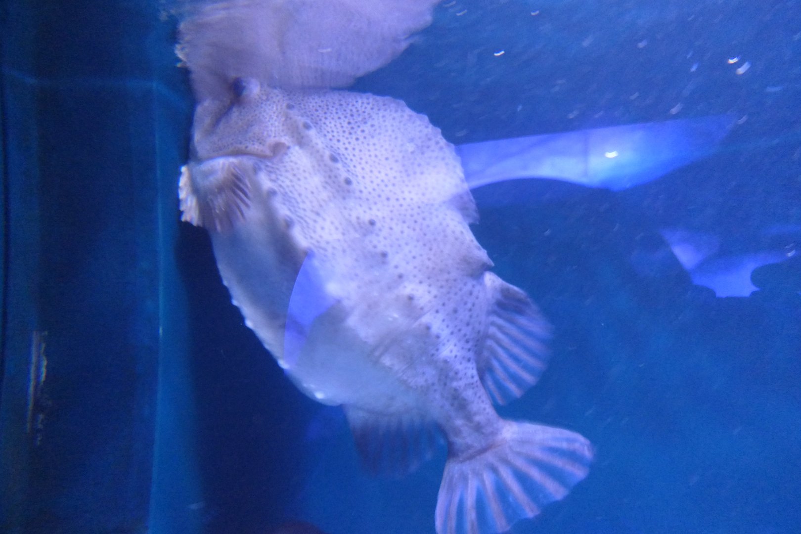 Lumpfish (Cyclopterus lumpus)