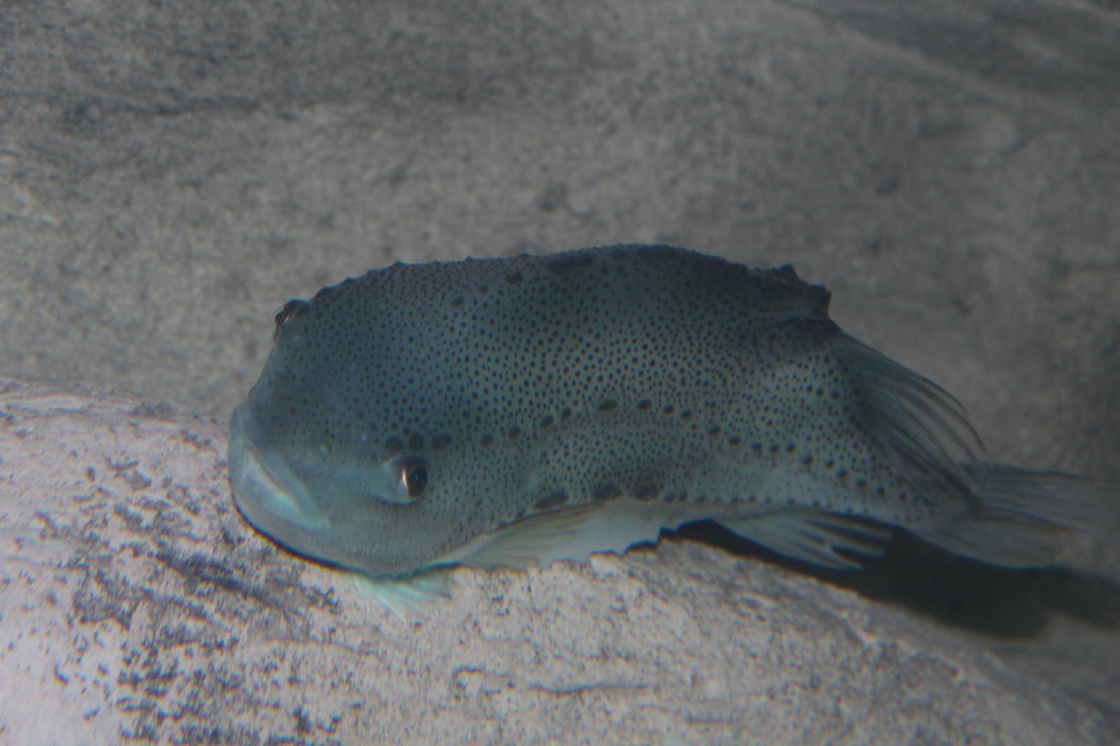 Lumpfish - June 2016