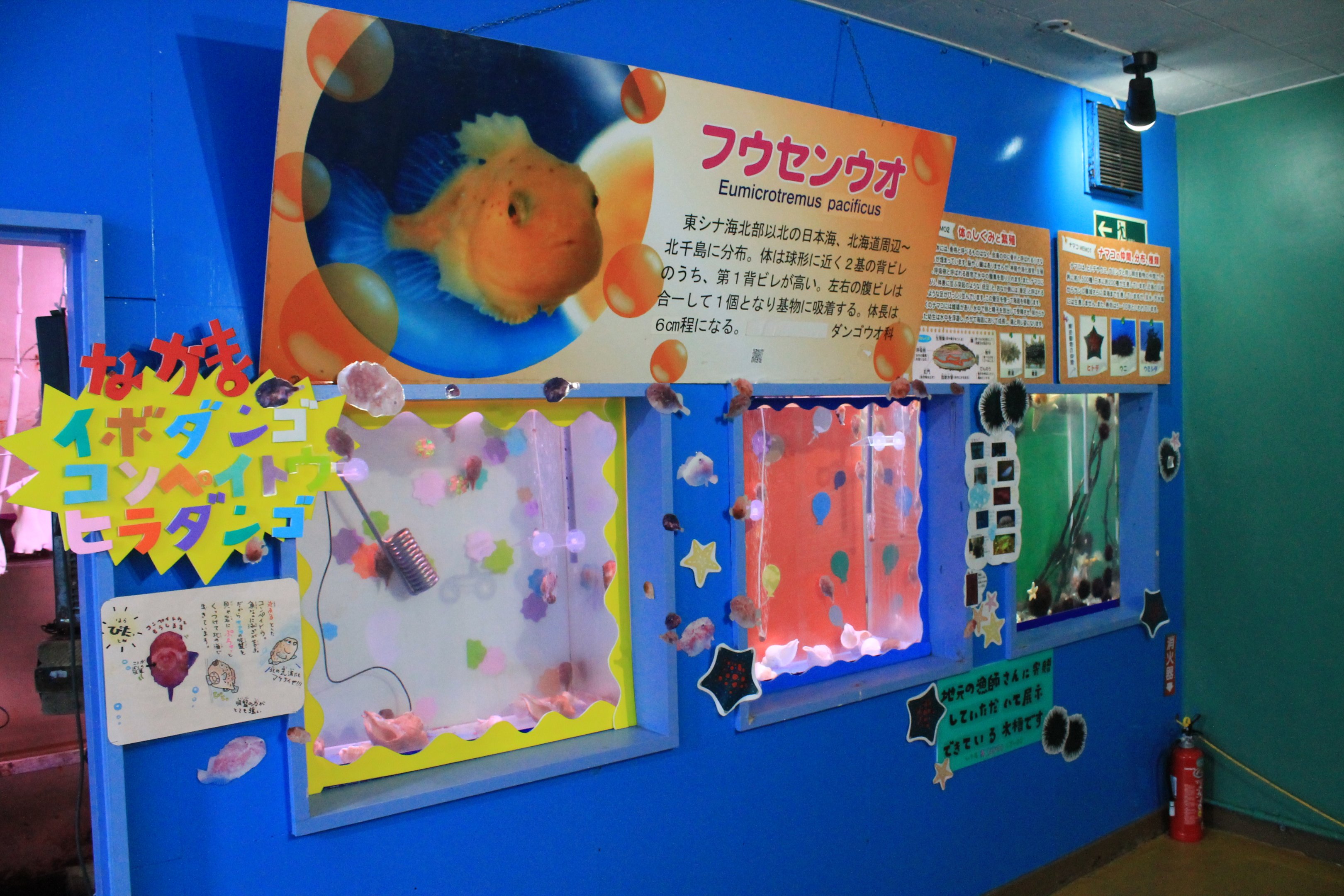 Lumpfish tanks, Wakkanai Aquarium