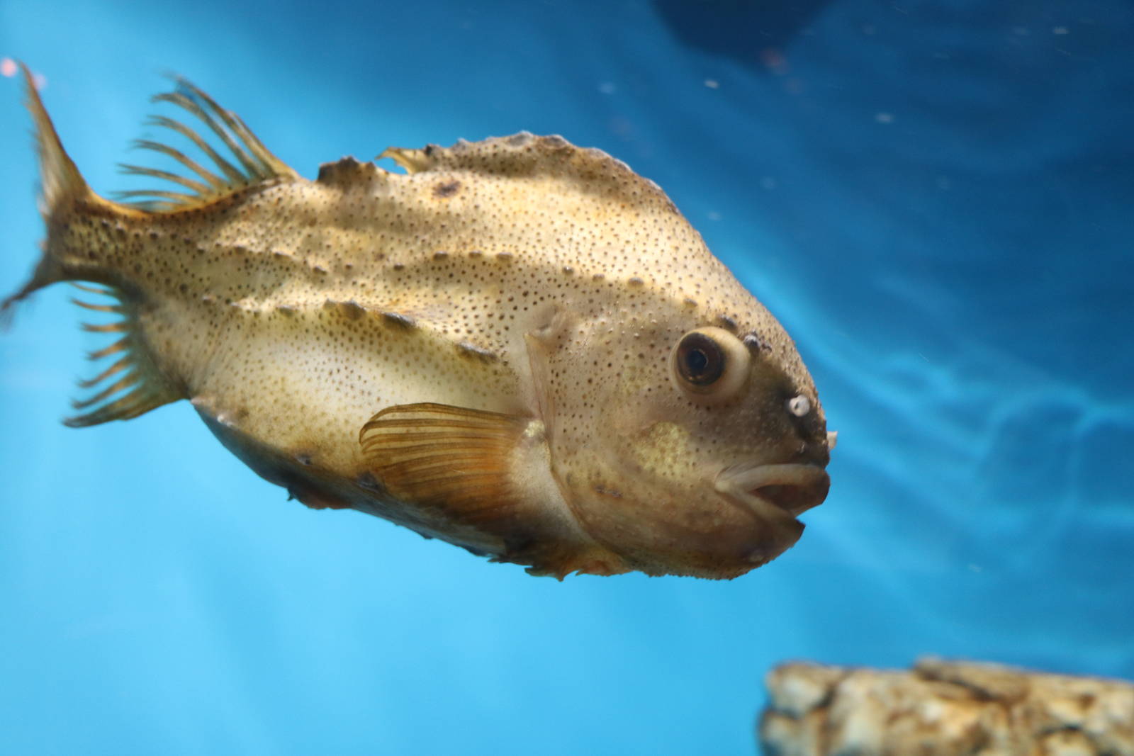 Lumpfish - Tokyo Sea Life Park, February 2016