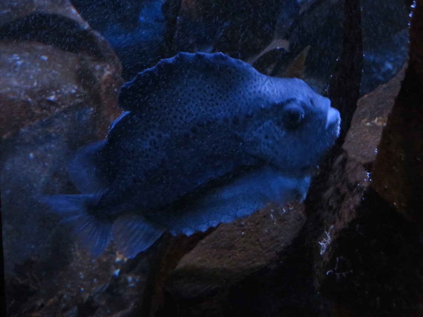 Lumpfish