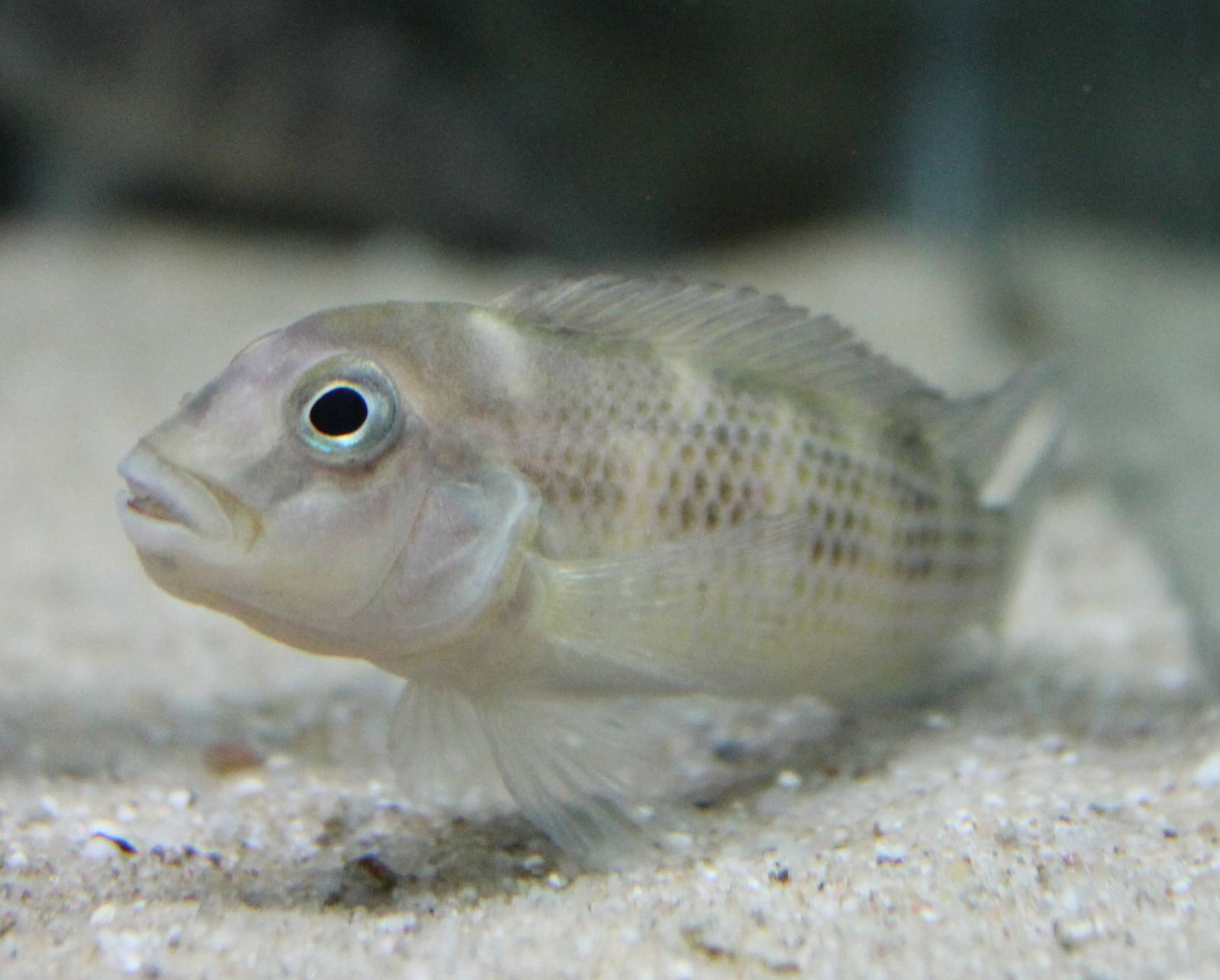 Lumphead-species - Steatocranus prop. casuarius