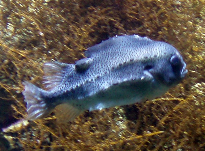 Lumpsucker (Cyclopterus lumpus)