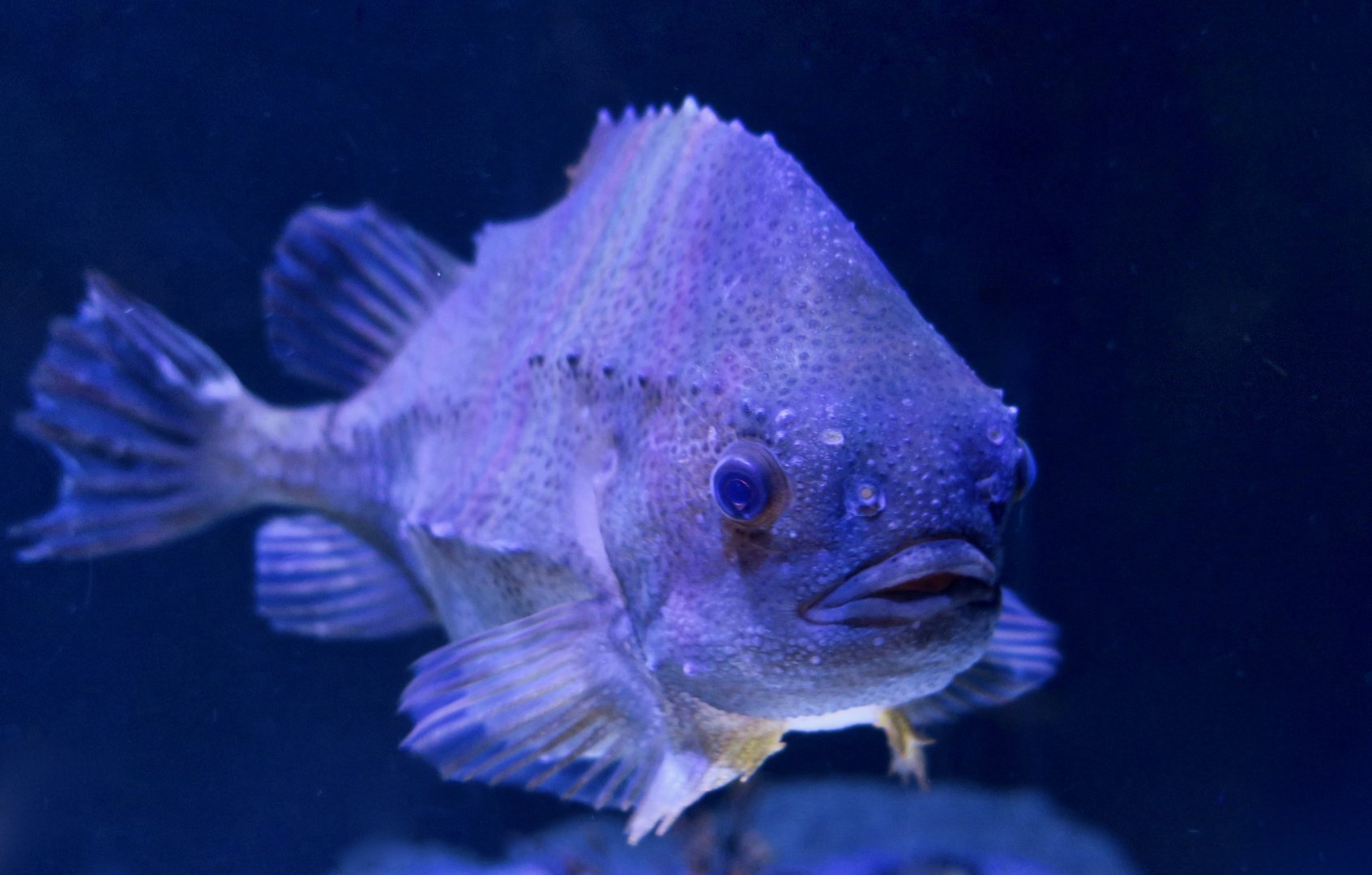 Lumpsucker (Cyclopterus lumpus)