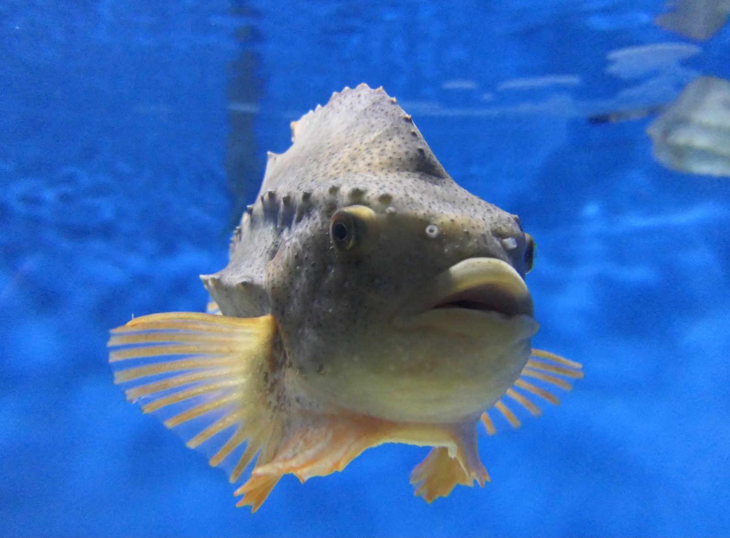 Lumpsucker (Cyclopterus lumpus)