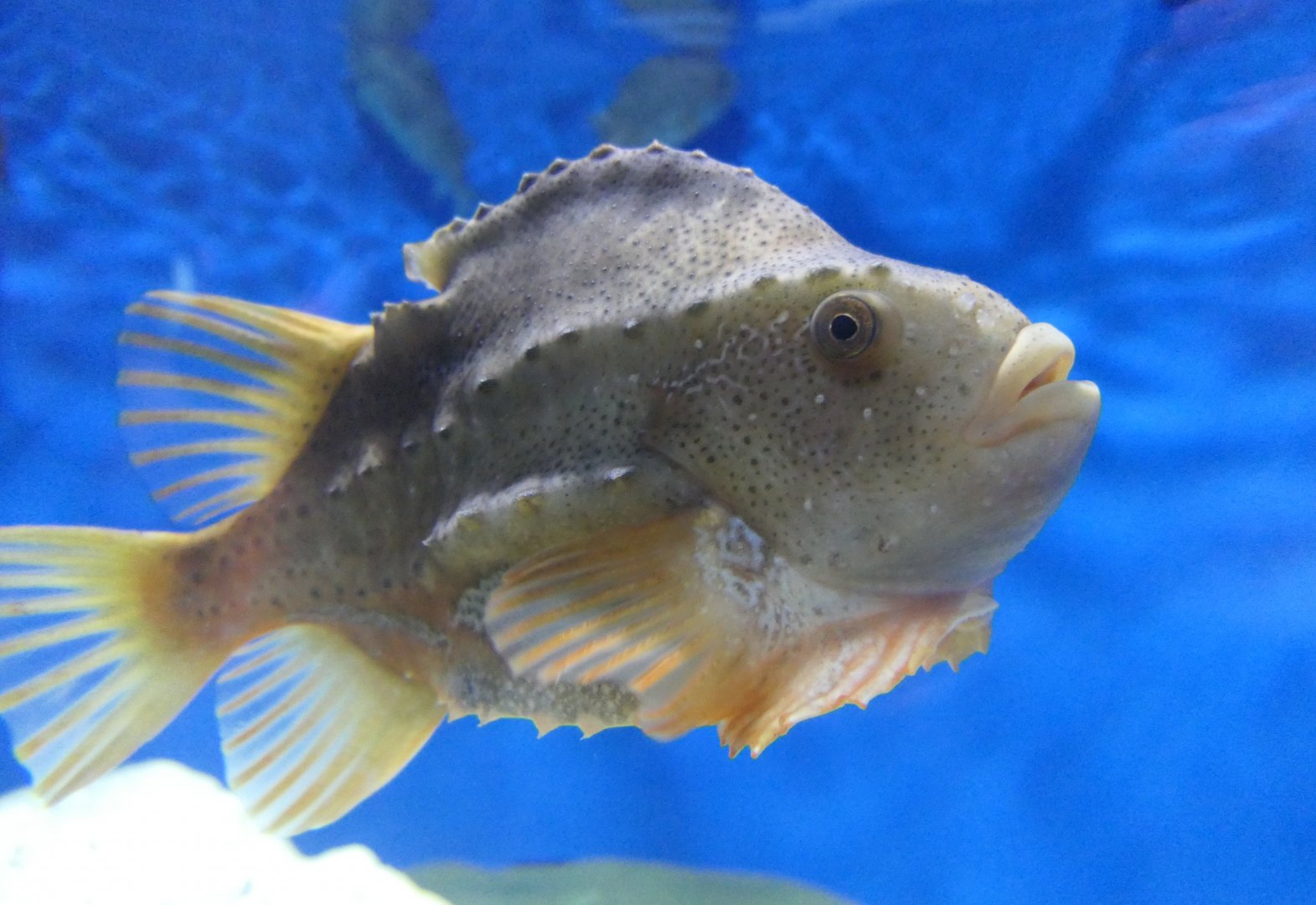 Lumpsucker (Cyclopterus lumpus)