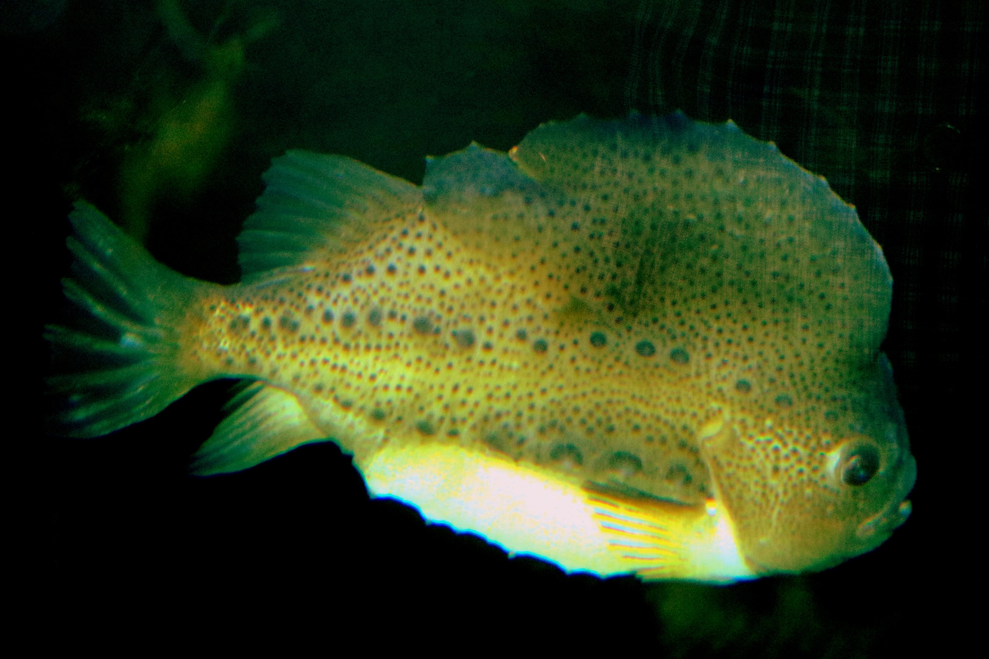 Lumpsucker; Stuttgart; 5th September 2019