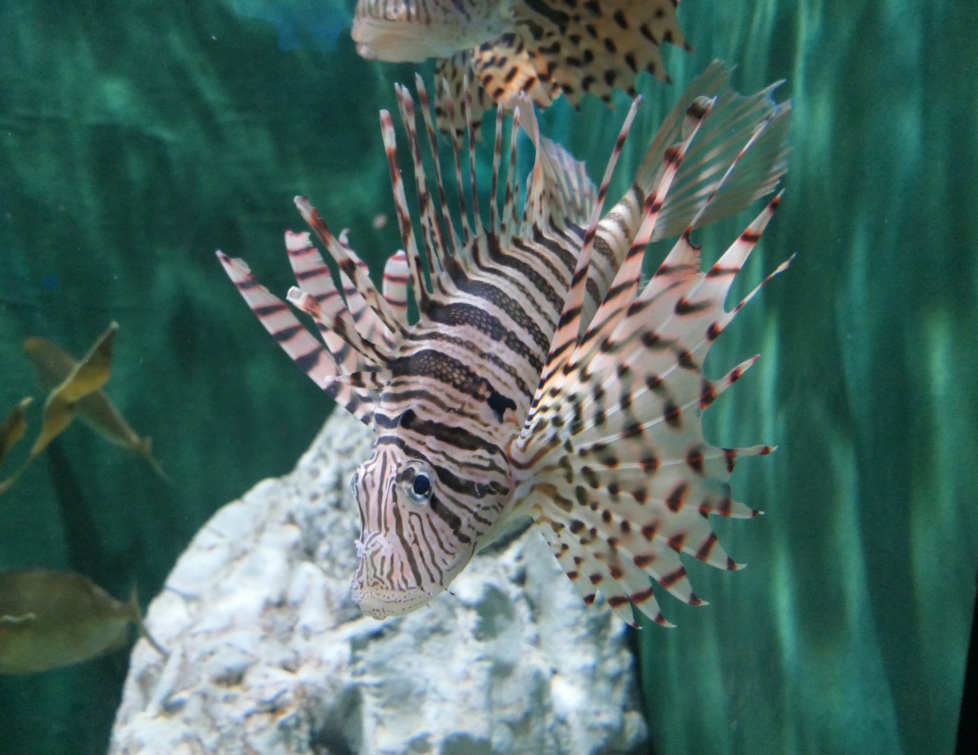 Luna Lionfish (Pterois lunare) - Uozu Aquarium