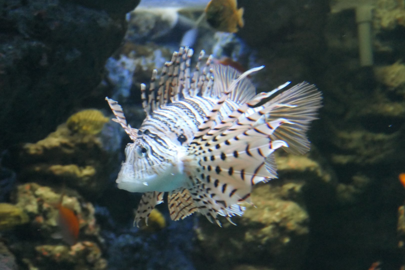 Luna Lionfish (Pterois lunulata)