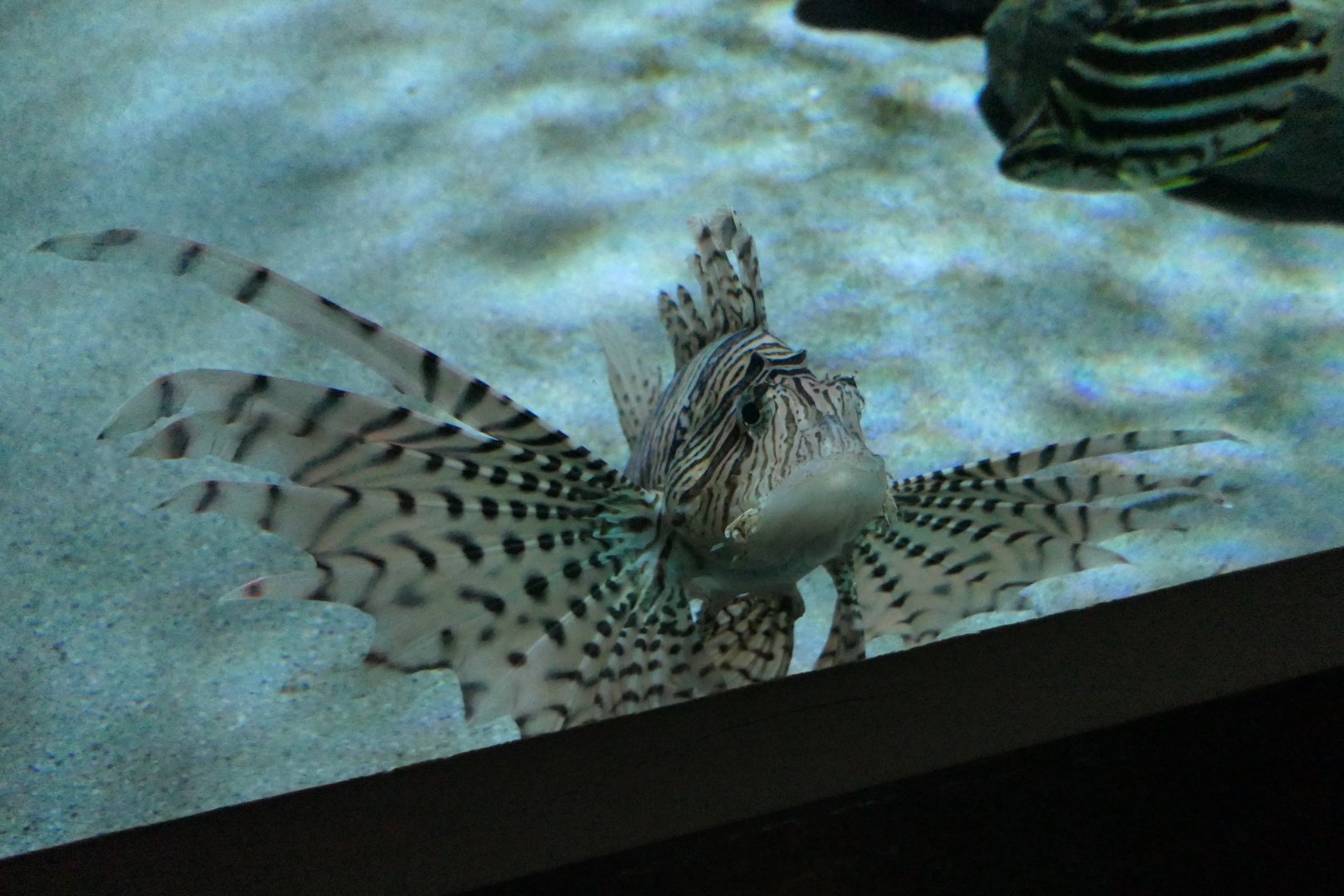 Luna Lionfish (Pterois lunulata)