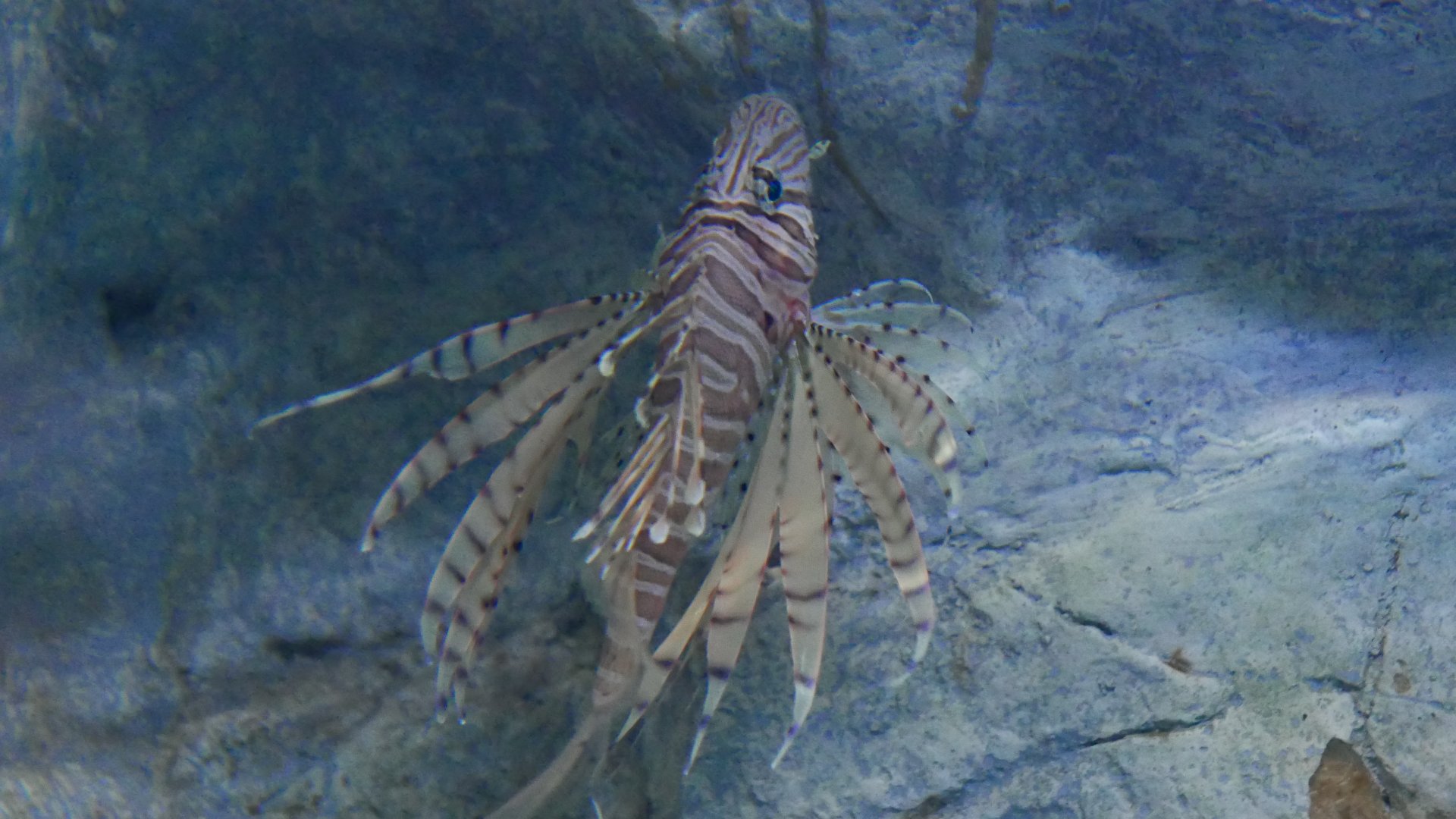 Luna Lionfish