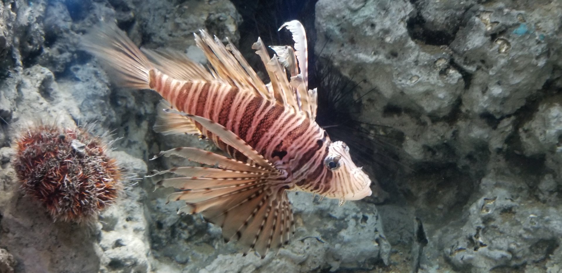 Luna Lionfish