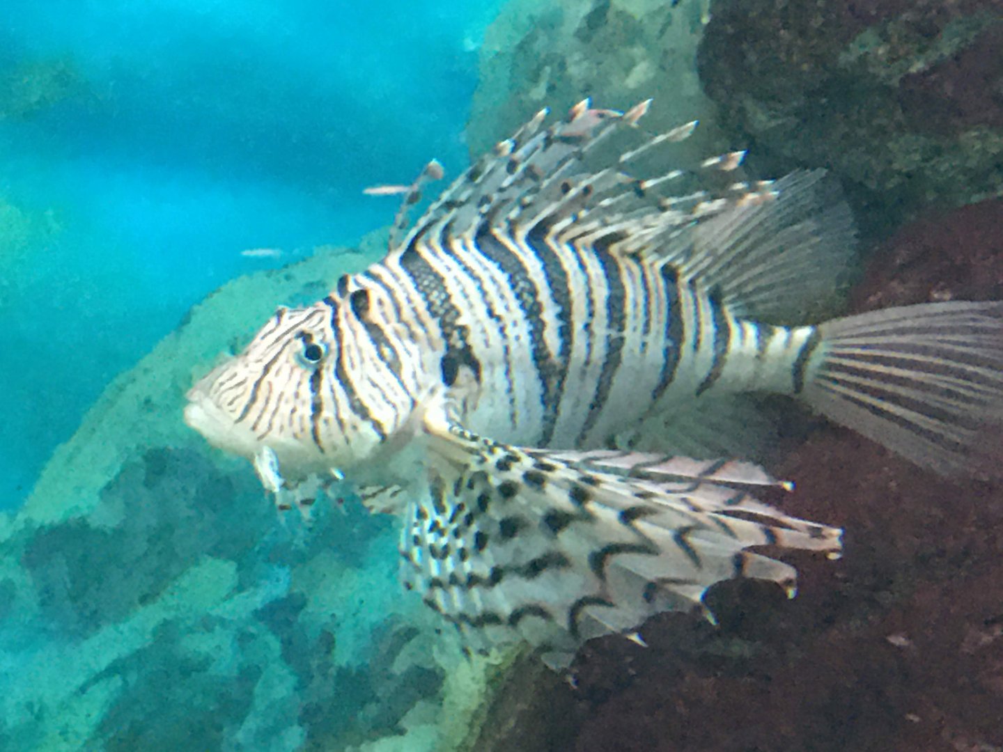 Luna Lionfish
