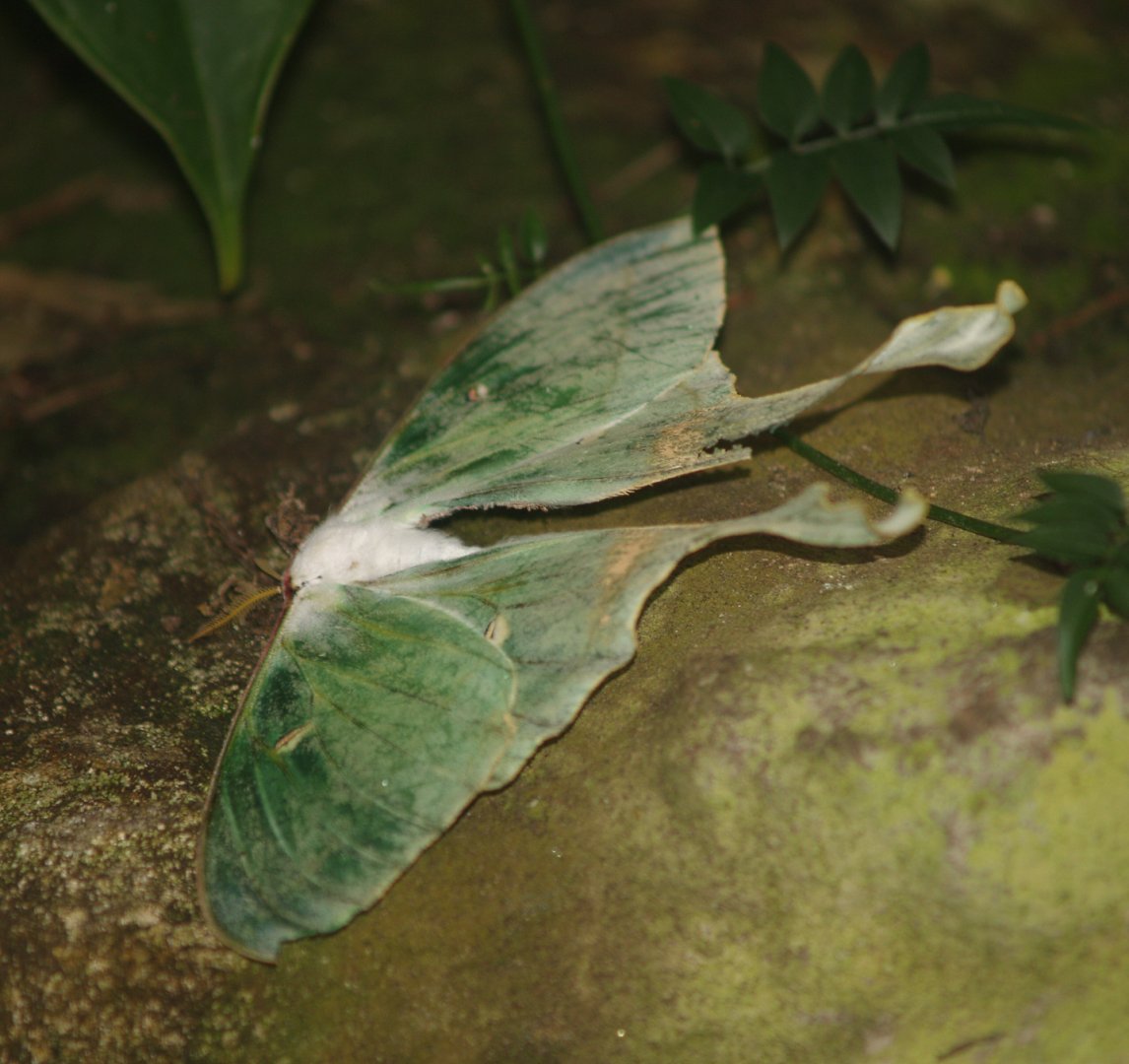 Luna moth (Actias luna), 2008-03-01