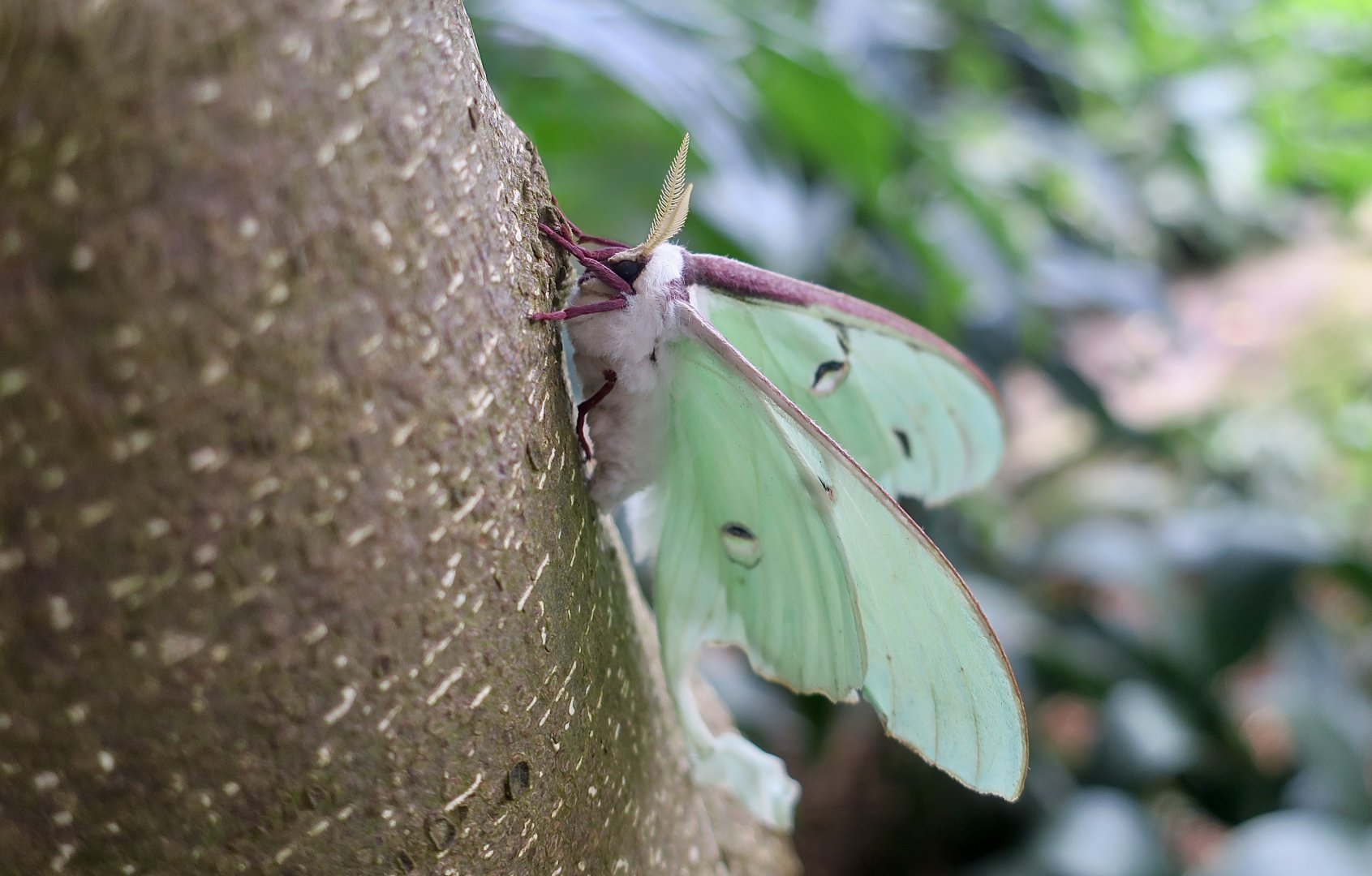Luna Moth (Actias luna)