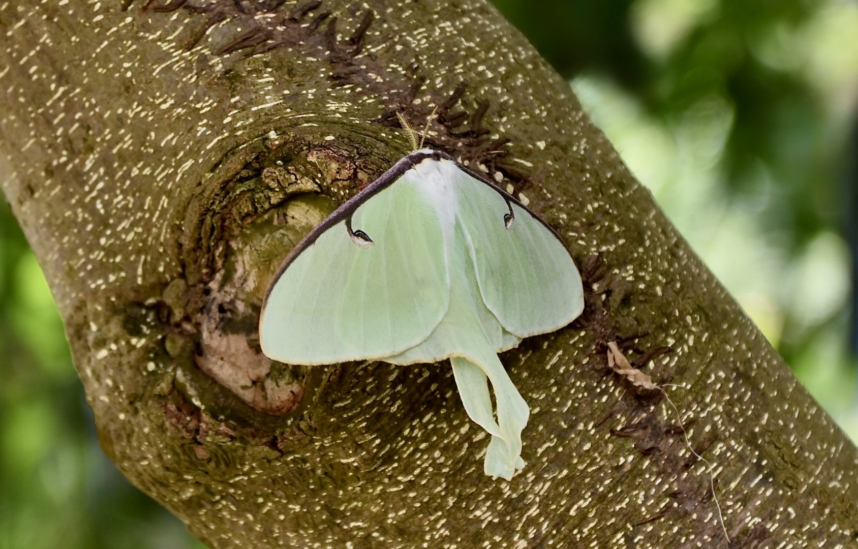 Luna Moth (Actias luna)