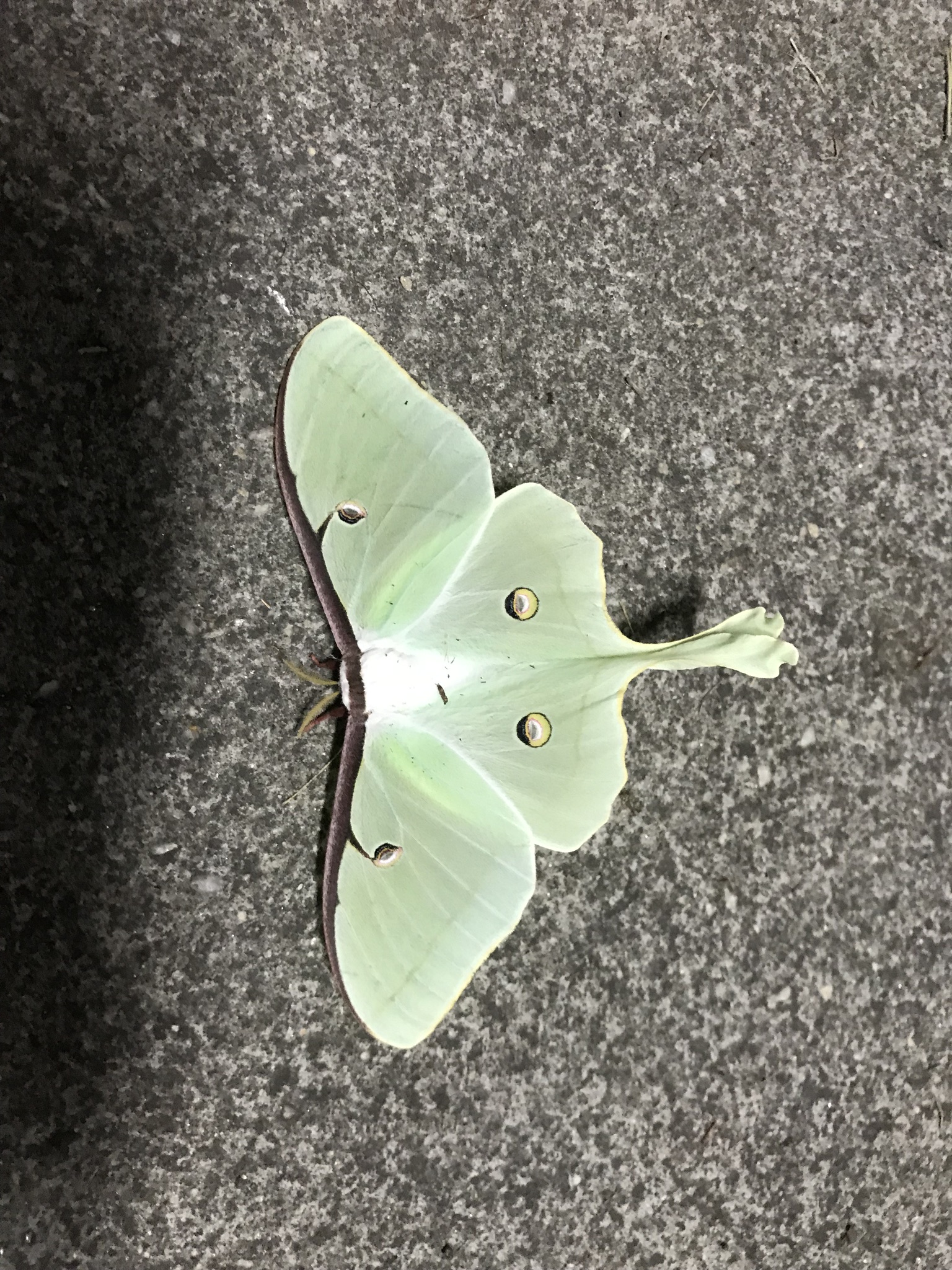Luna Moth