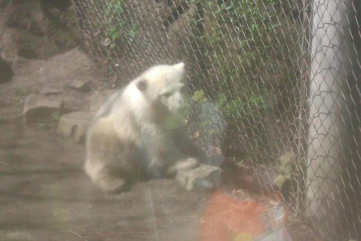 Luna the baby polar bear in her bigger exhibit!!!