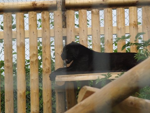 luna the black jaguar