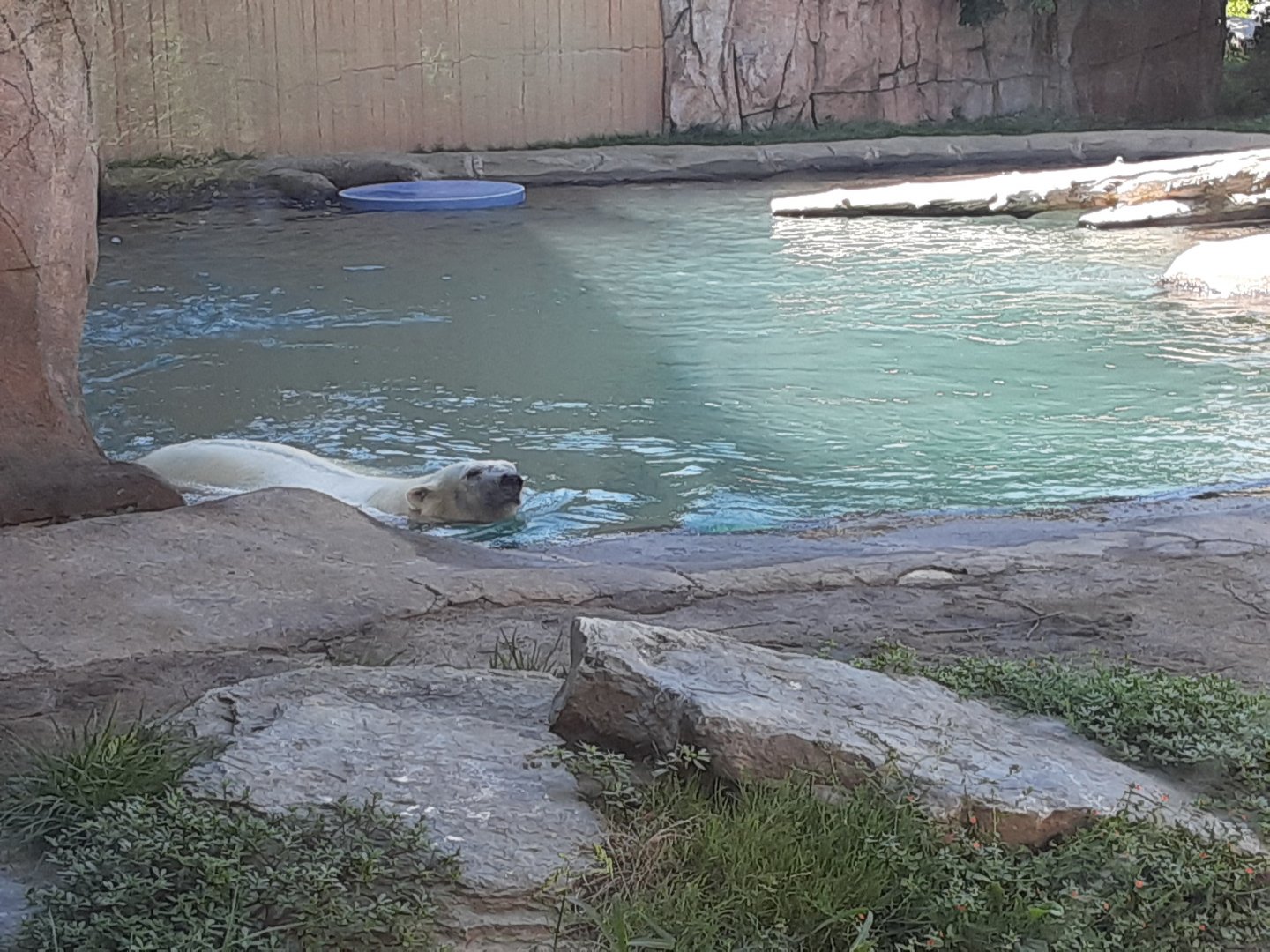 'Luna' the Polar Bear