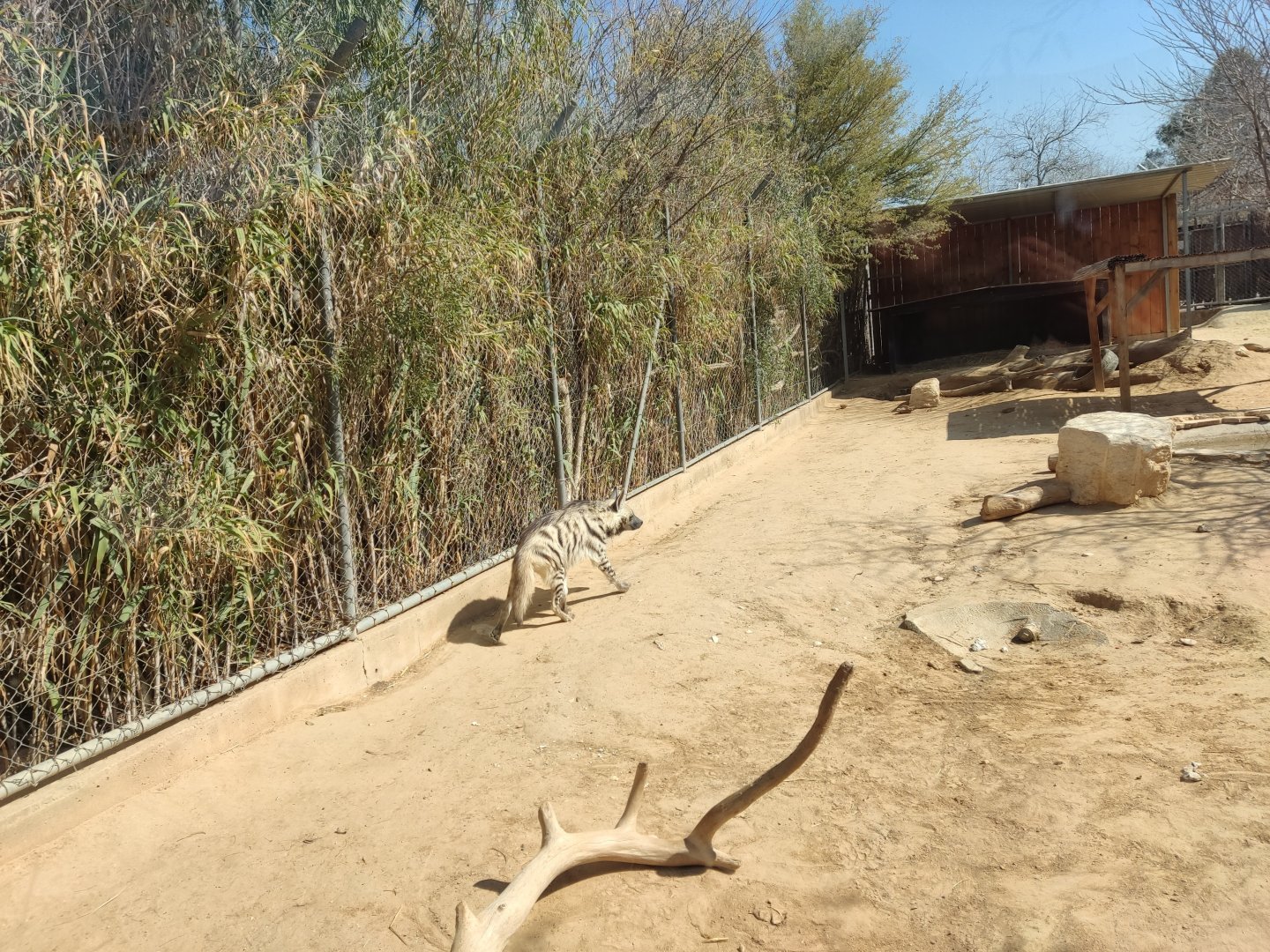 Luna the Striped Hyena