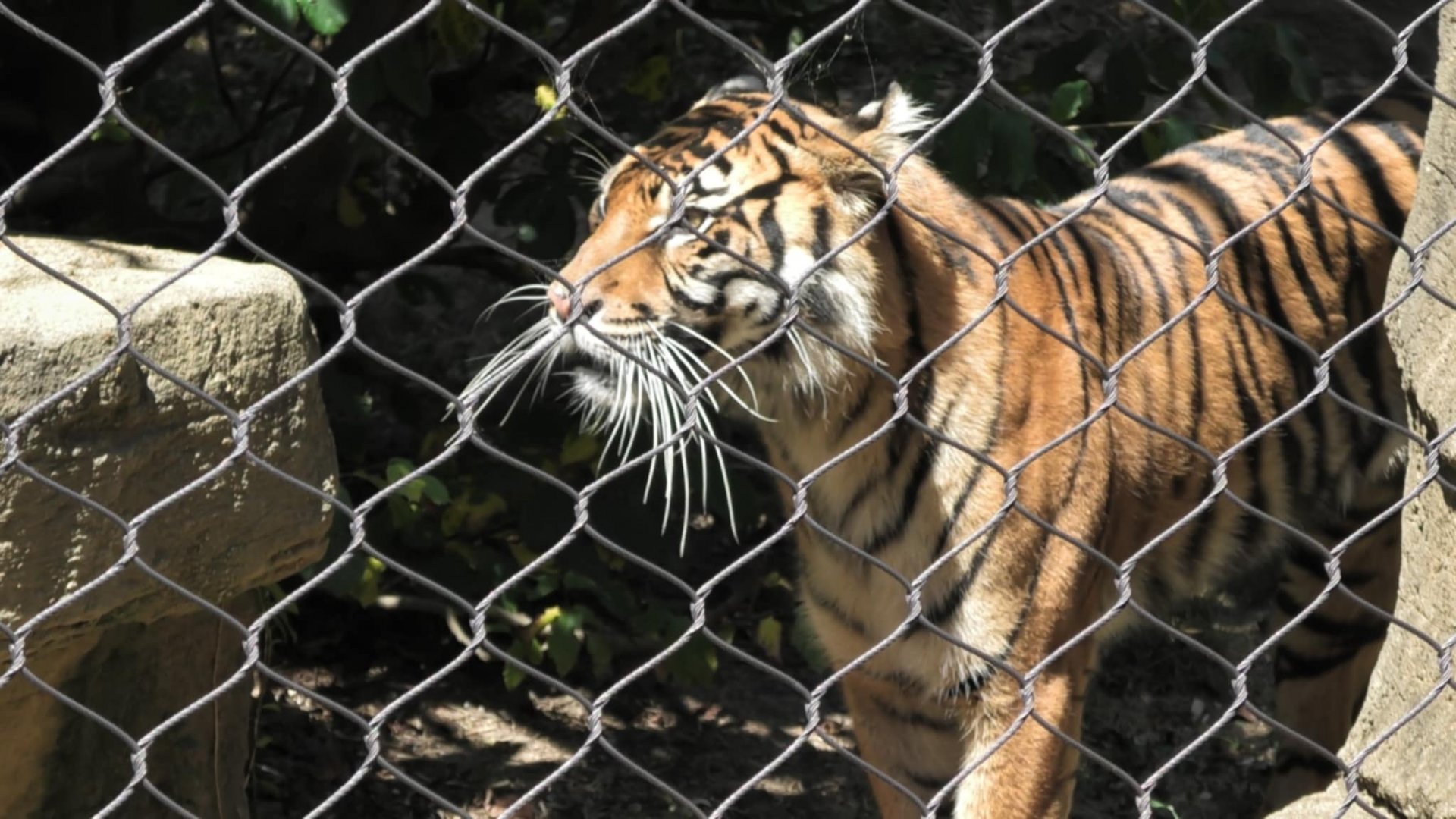 Luna the Sumatra tiger Look how long her whiskers are