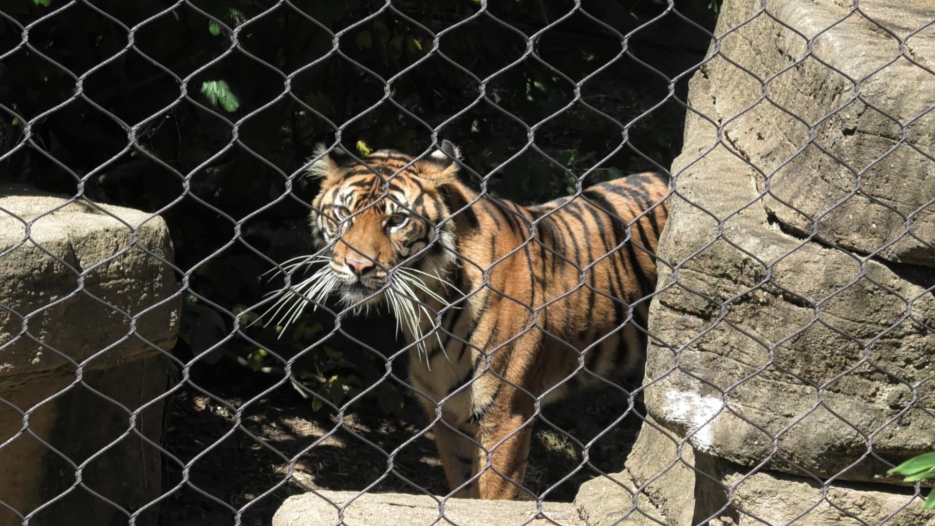 Luna the Sumatra tiger