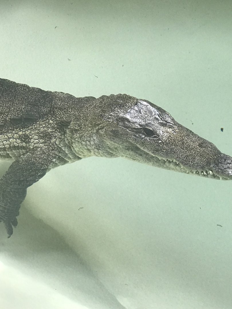 Luna the West African crocodile