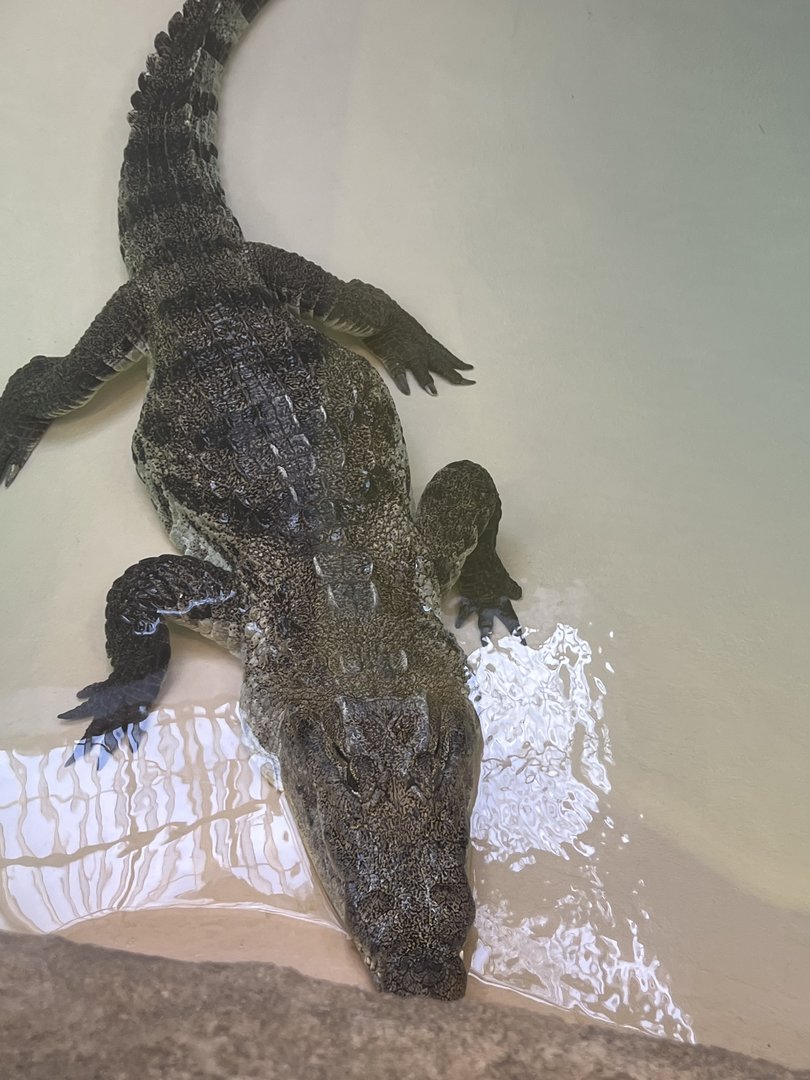 Luna the West African Crocodile