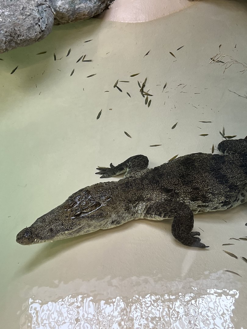 Luna the west African crocodile