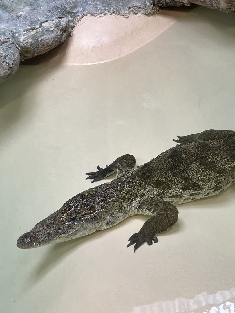 Luna the West African crocodile