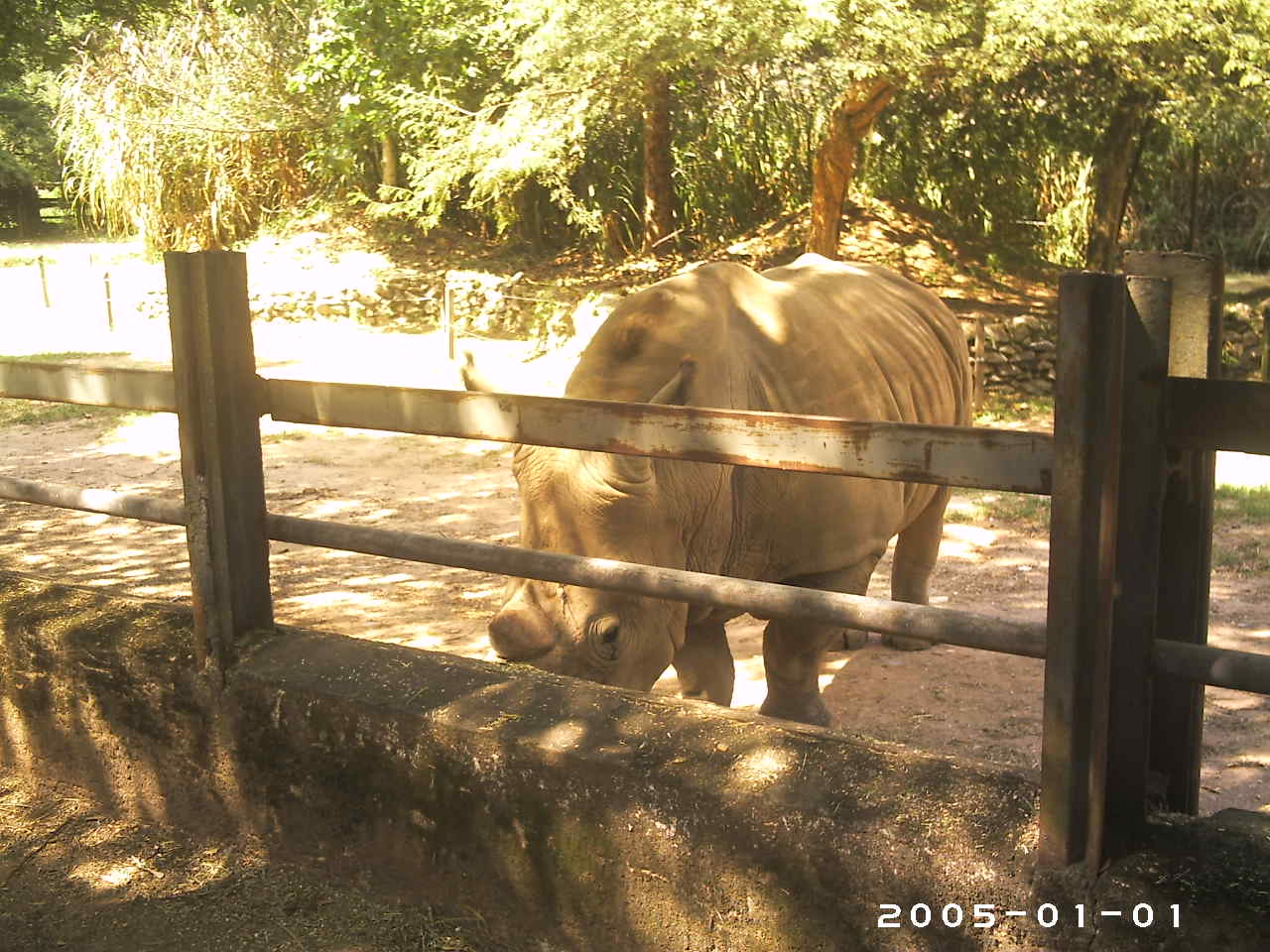 "Luna", the white rhino (2005) - Belo Horizonte zoo