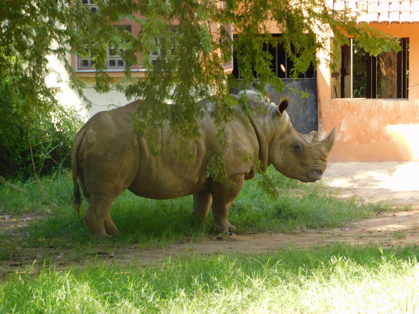 "Luna", the white rhino, Belo Horizonte zoo