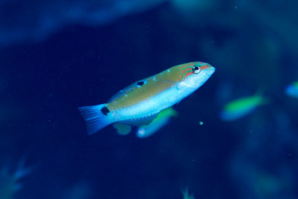 Lunar Wrasse juvenile