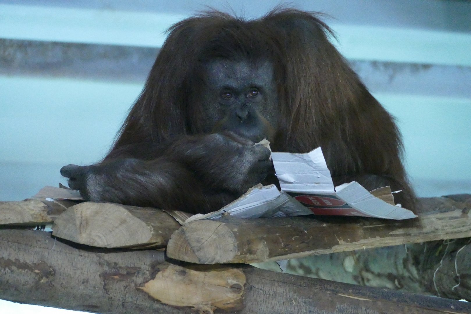 Lunch box, October 2019