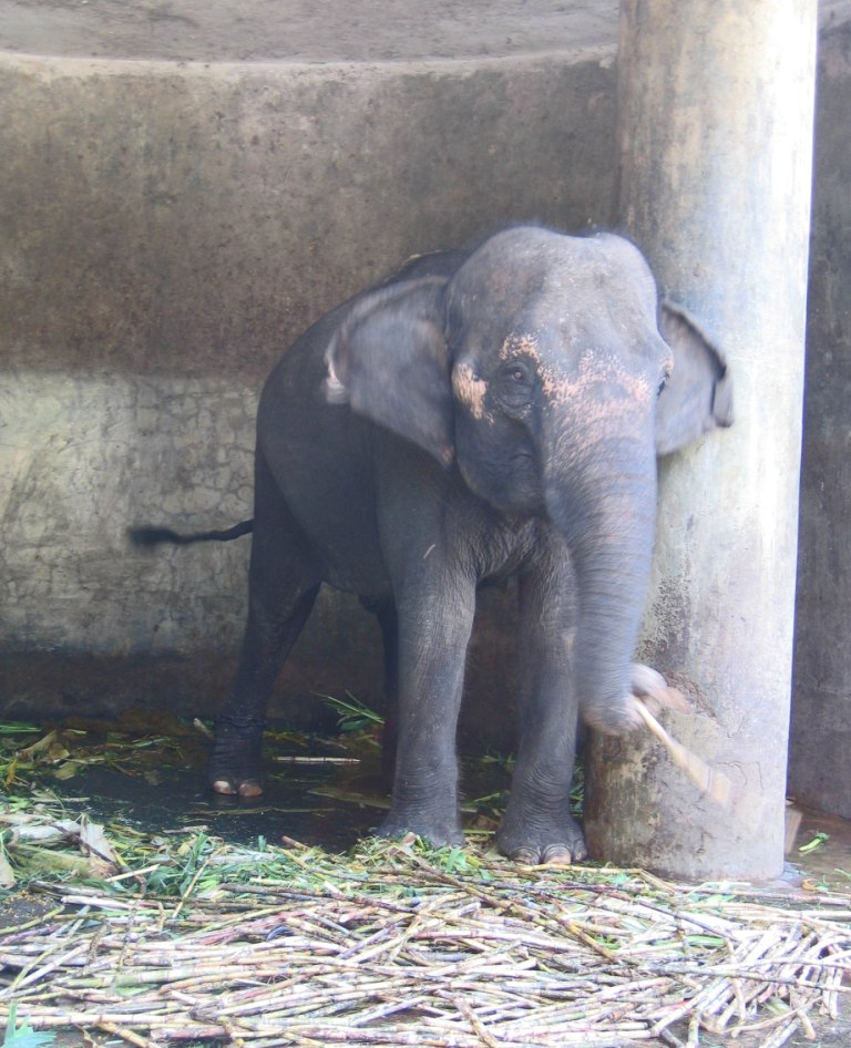 Lunch time for Kajaltara